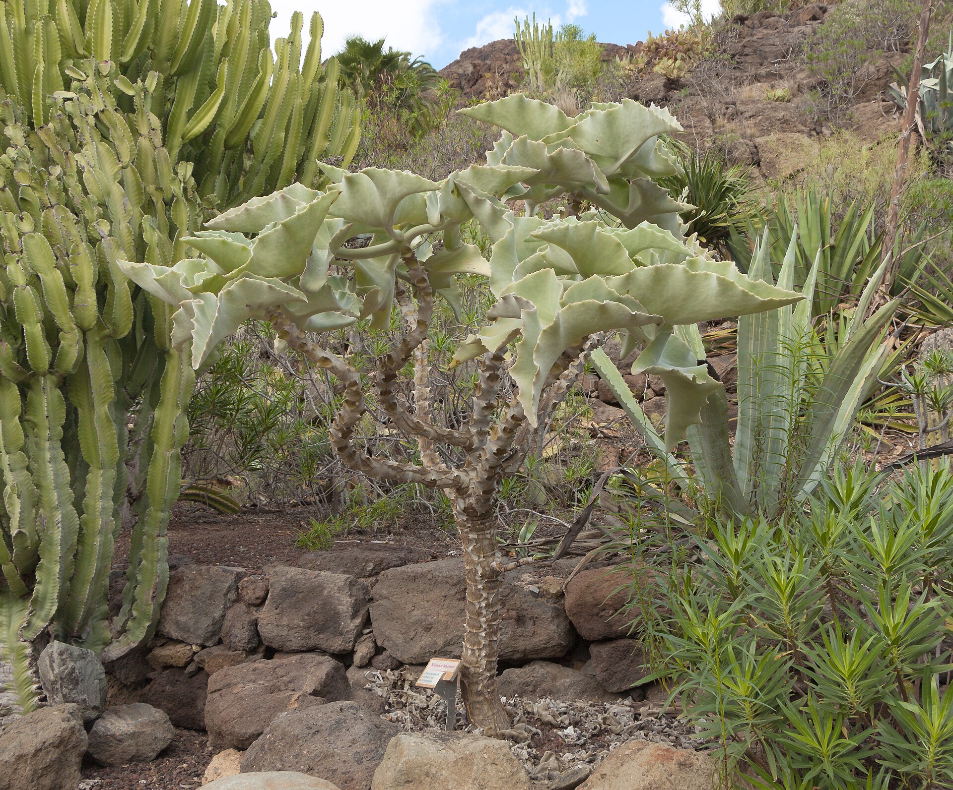 Imagem de referência de Kalanchoe, descrito nos dados abertos como género de plantas