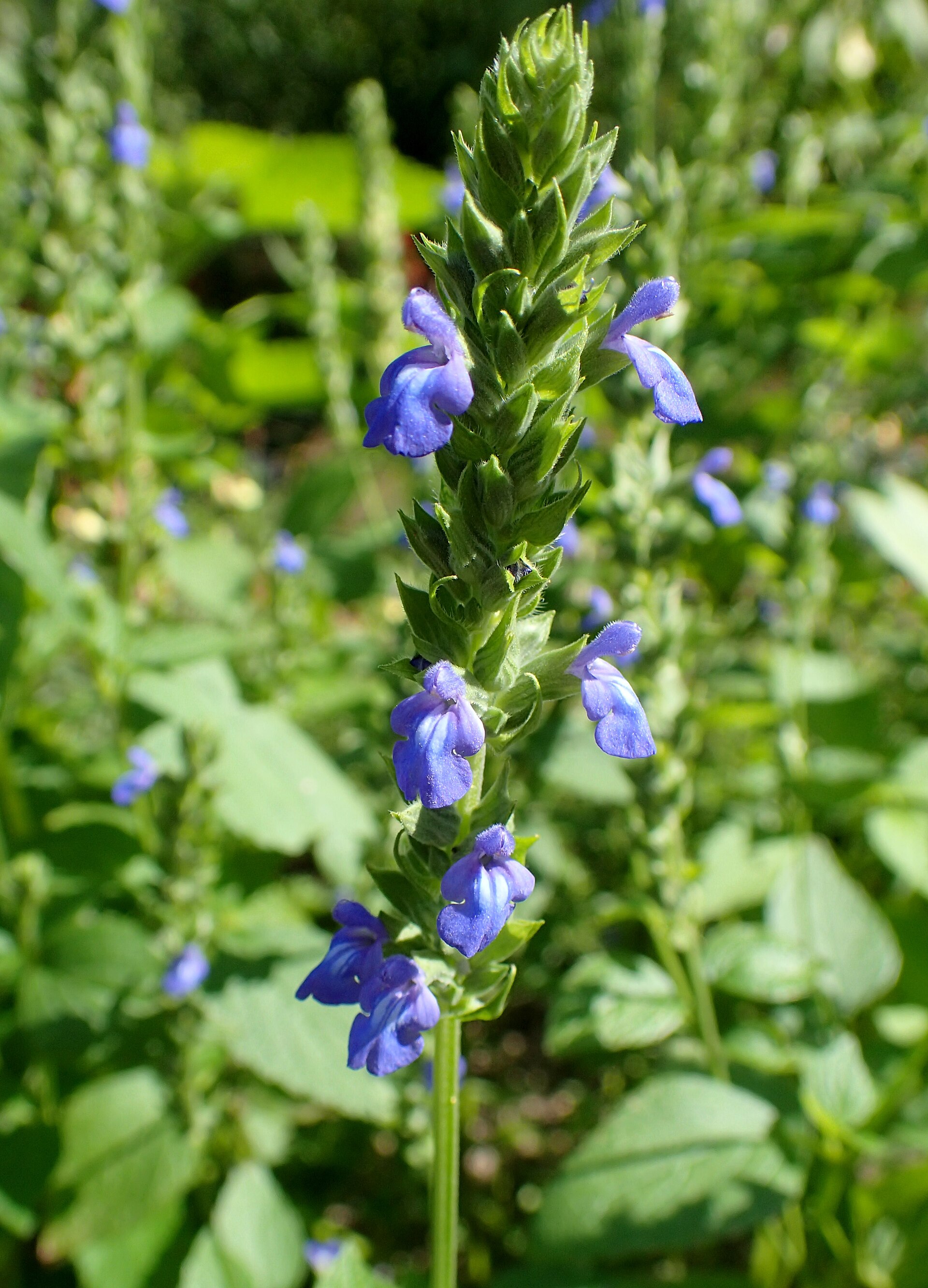 Imagem de referência de Salvia hispanica, descrito nos dados abertos como espécie de planta