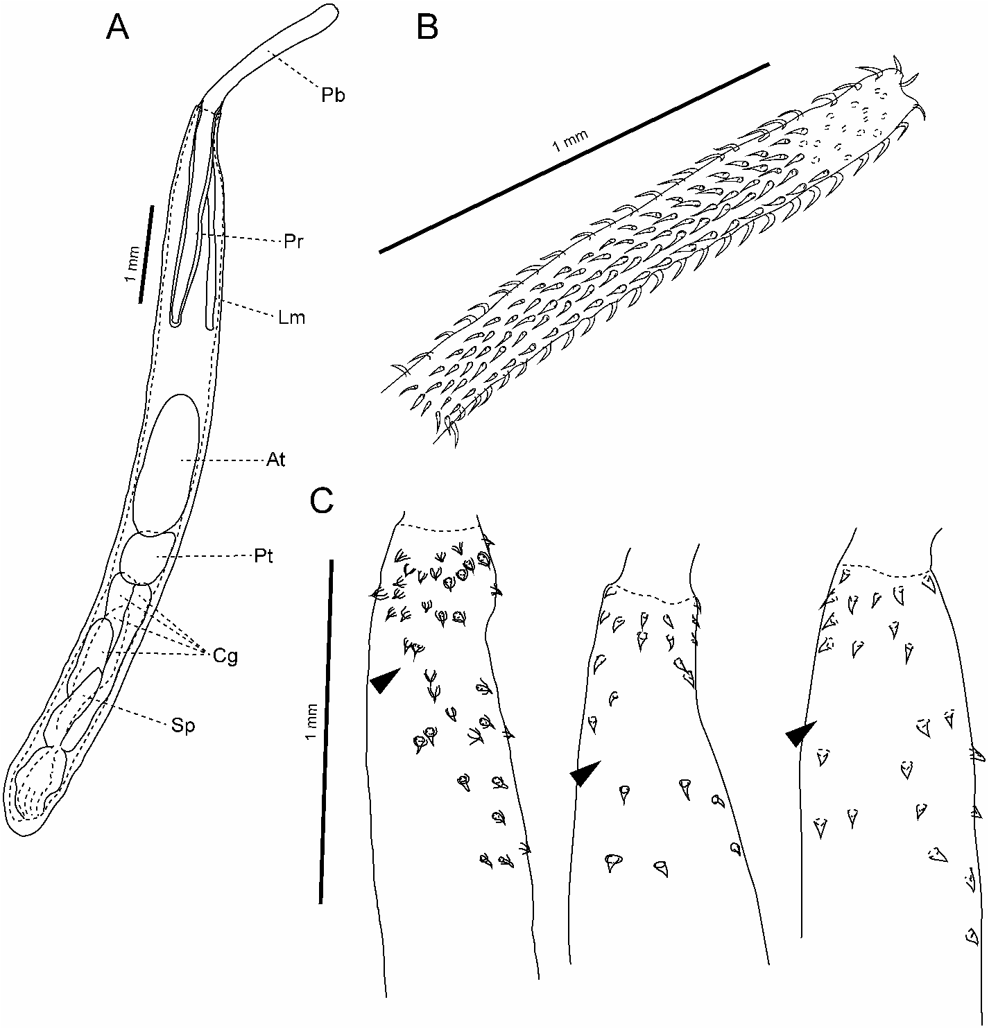 Imagem de referência relacionada a Palaeacanthocephala, item descrito como registro de referência sobre Palaeacanthocephala, organizado a partir de dados estruturados abertos