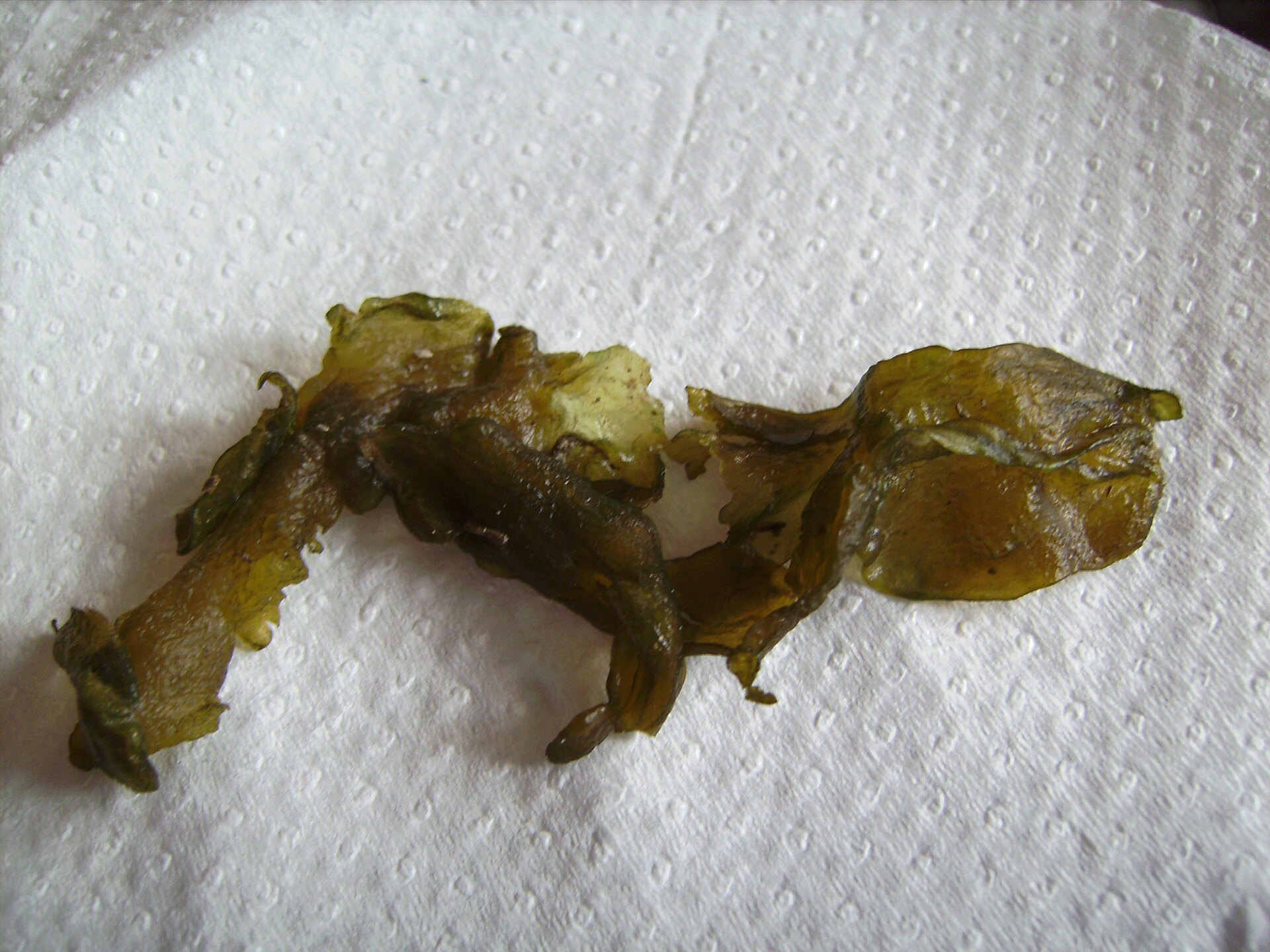 Imagem de referência relacionada a Cyanobacteria, item descrito como filo de bactérias fotossínteticas
