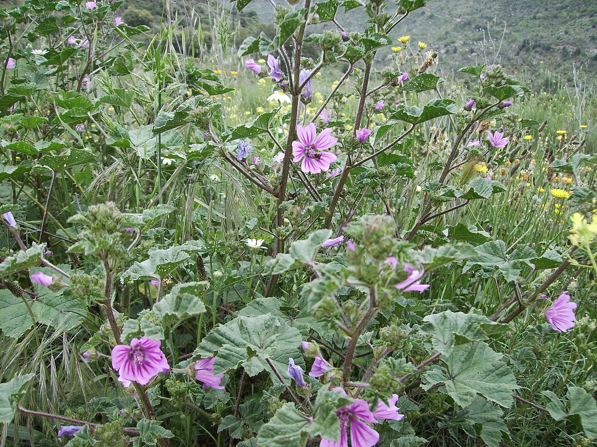 Imagem de referência de Bombacaceae, descrito nos dados abertos como família de plantas dicotiledôneas