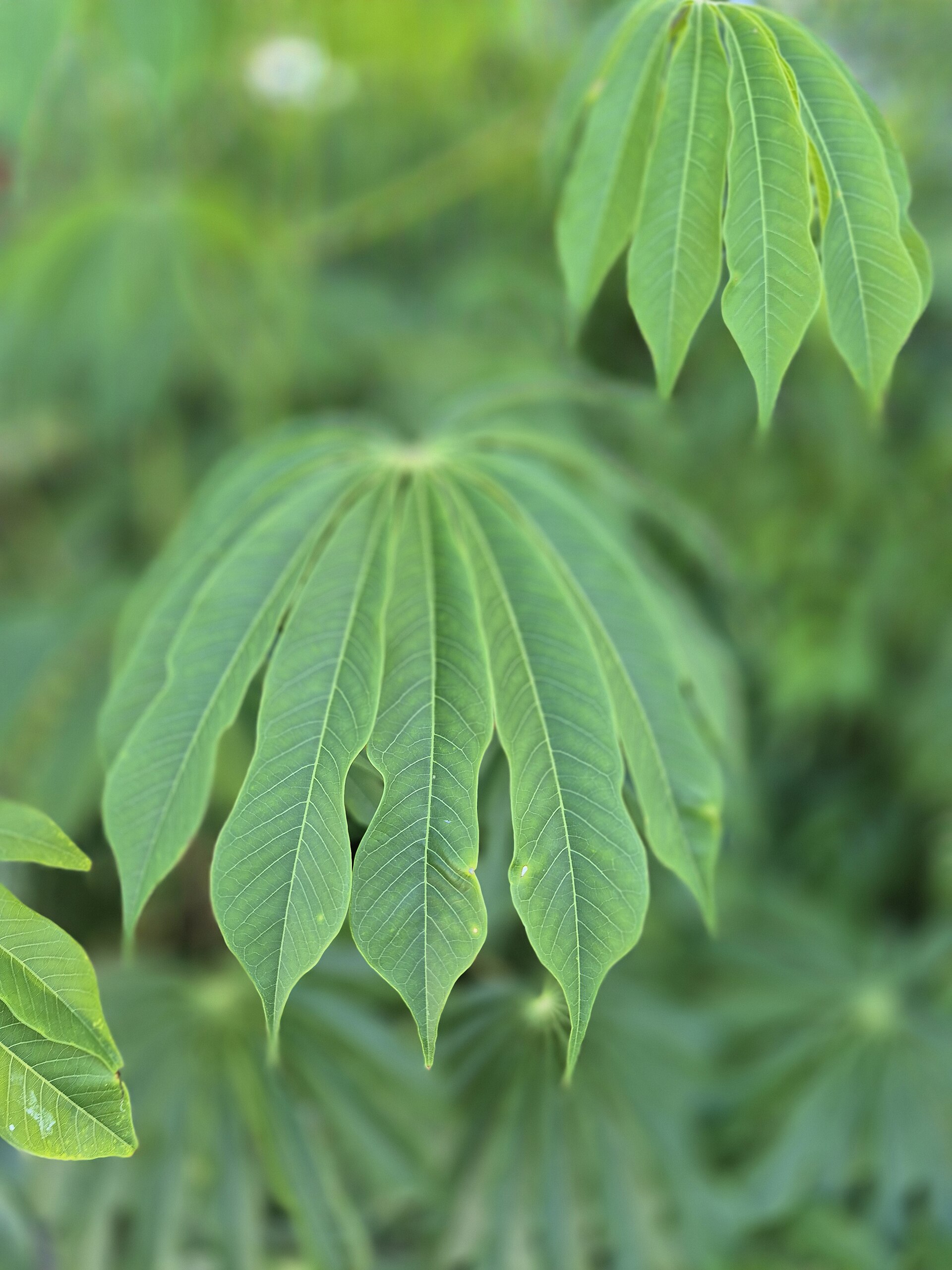 Imagem de referência de Manihot, descrito nos dados abertos como género de plantas