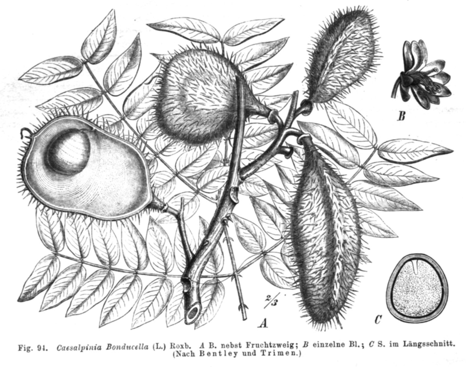 Imagem de referência relacionada a Caesalpinia bonduc, item descrito como espécie de planta