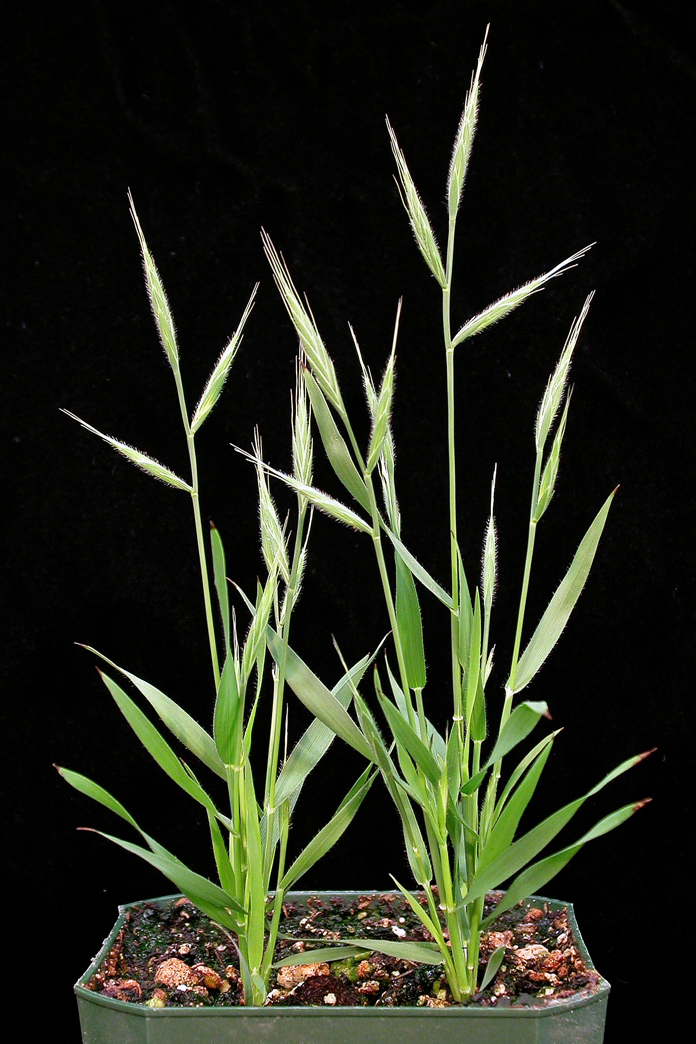 Imagem de referência de Brachypodium, descrito nos dados abertos como género de plantas