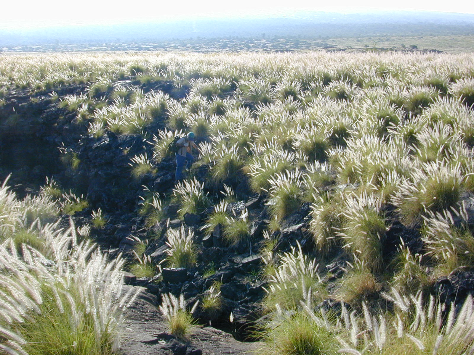 Imagem de referência de Pennisetum, descrito nos dados abertos como género de plantas