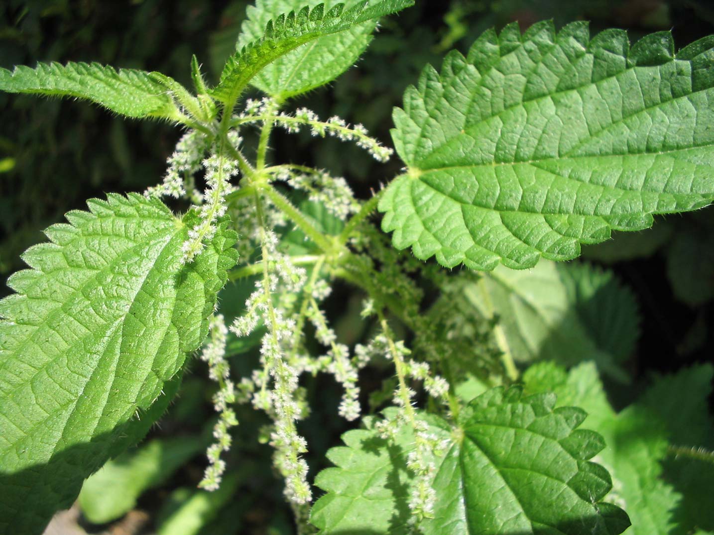Imagem de referência de Urticaceae, descrito nos dados abertos como família de plantas com flor da ordem Rosales