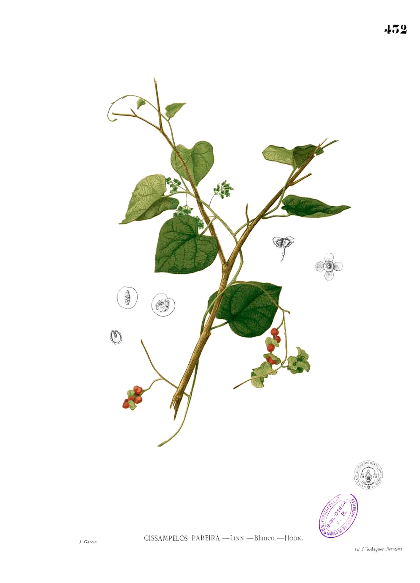 Imagem de referência de Cissampelos, descrito nos dados abertos como género de plantas