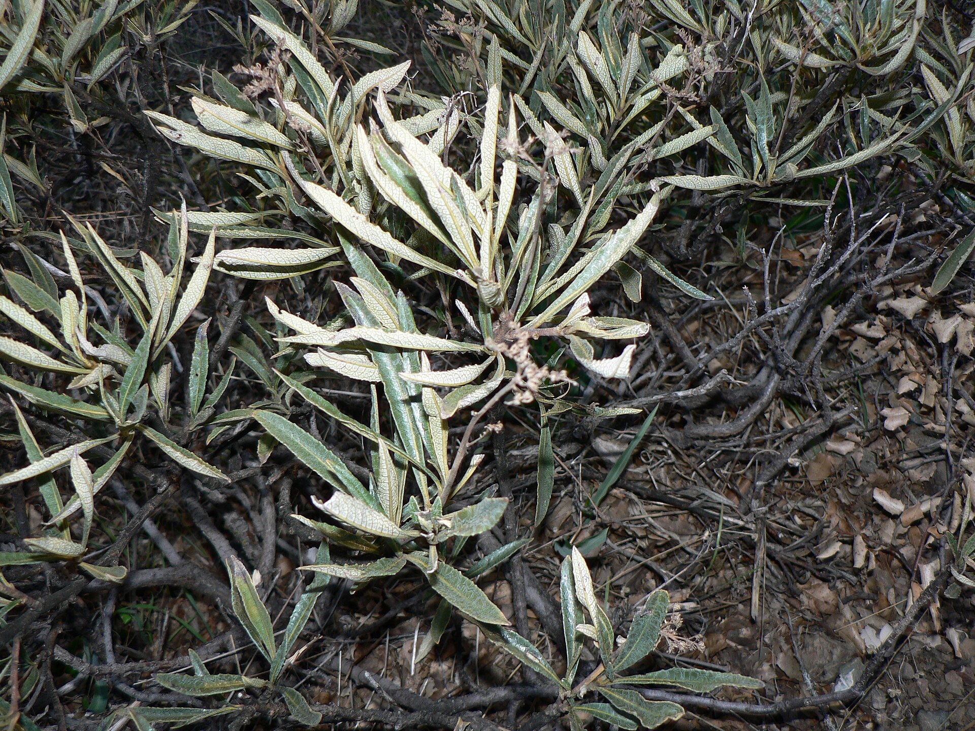 Imagem de referência de Eriodictyon, descrito nos dados abertos como género de plantas