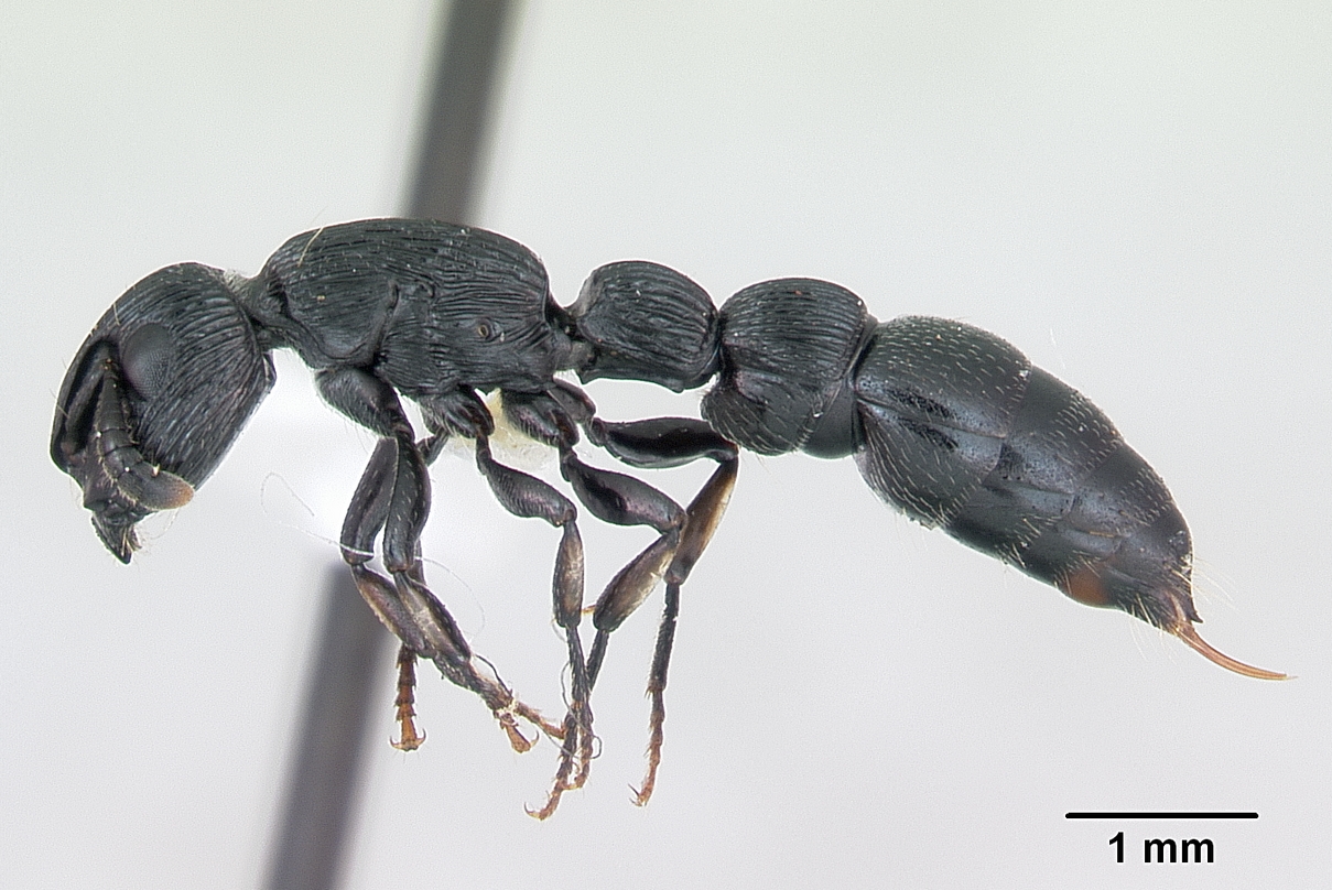 Imagem de referência relacionada a Cylindromyrmex whymperi, item descrito como espécie de inseto