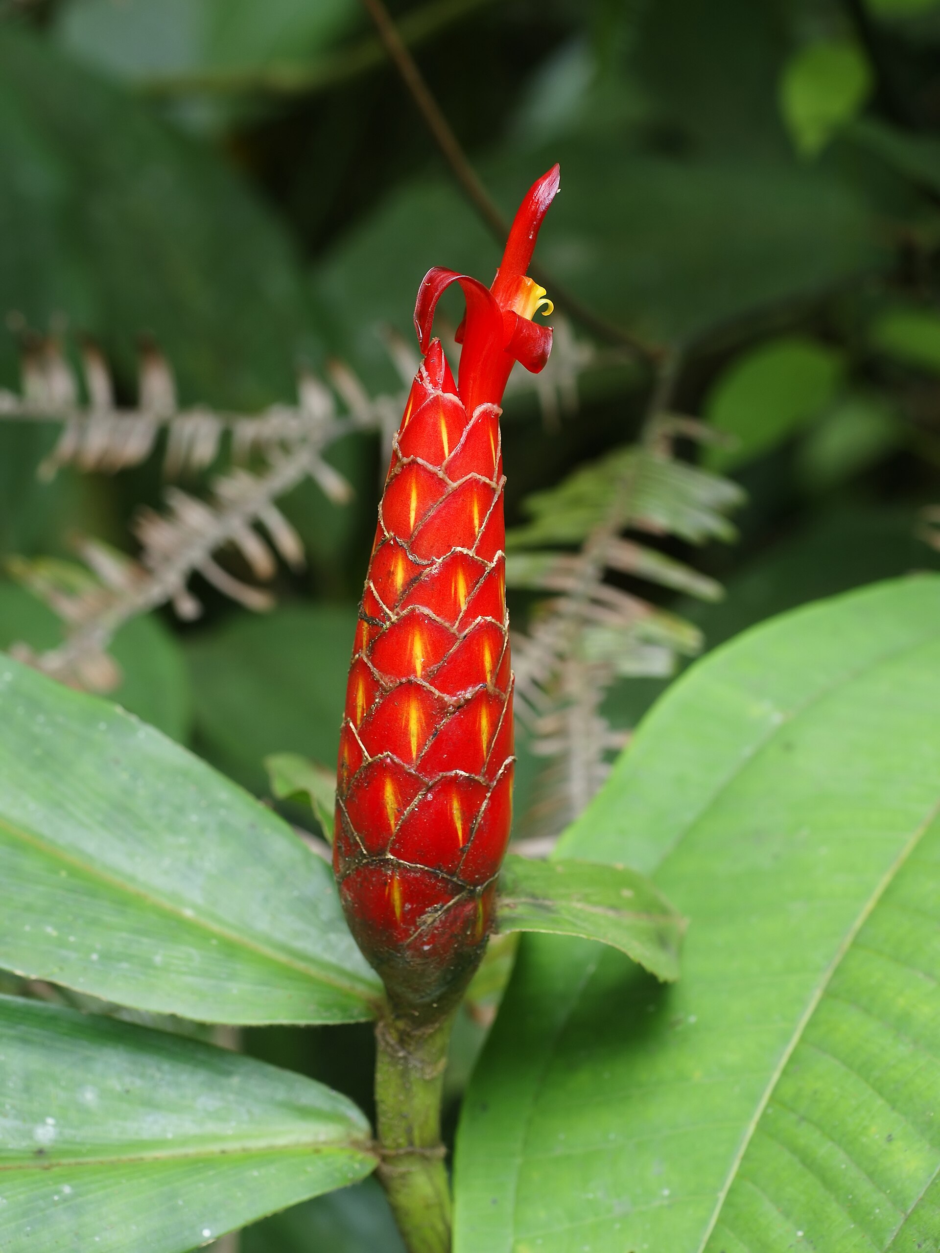 Imagem de referência de Costus, descrito nos dados abertos como género de plantas