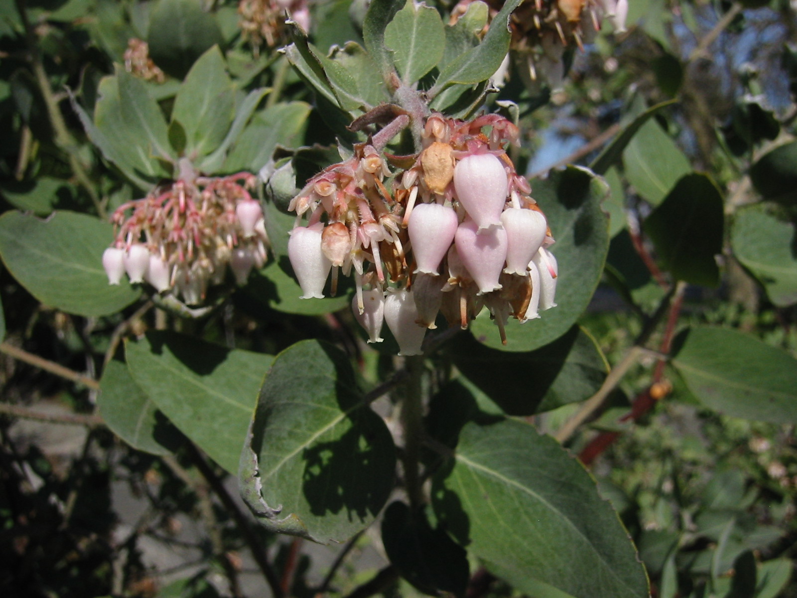 Imagem de referência de Arctostaphylos, descrito nos dados abertos como género de plantas da família das Ericaceae