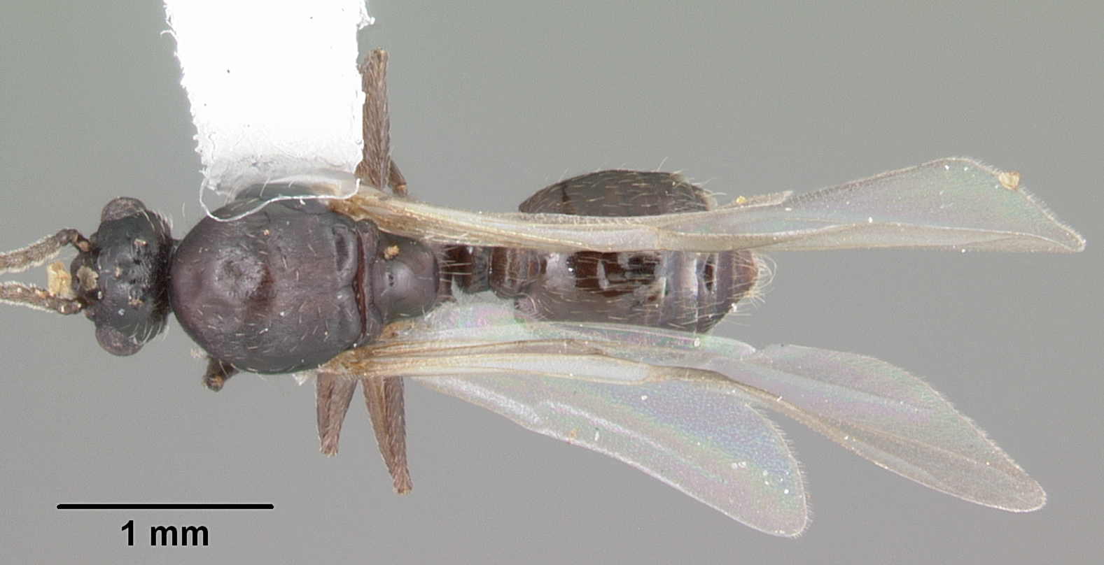 Imagem de referência relacionada a Crematogaster lineolata, item descrito como espécie de inseto