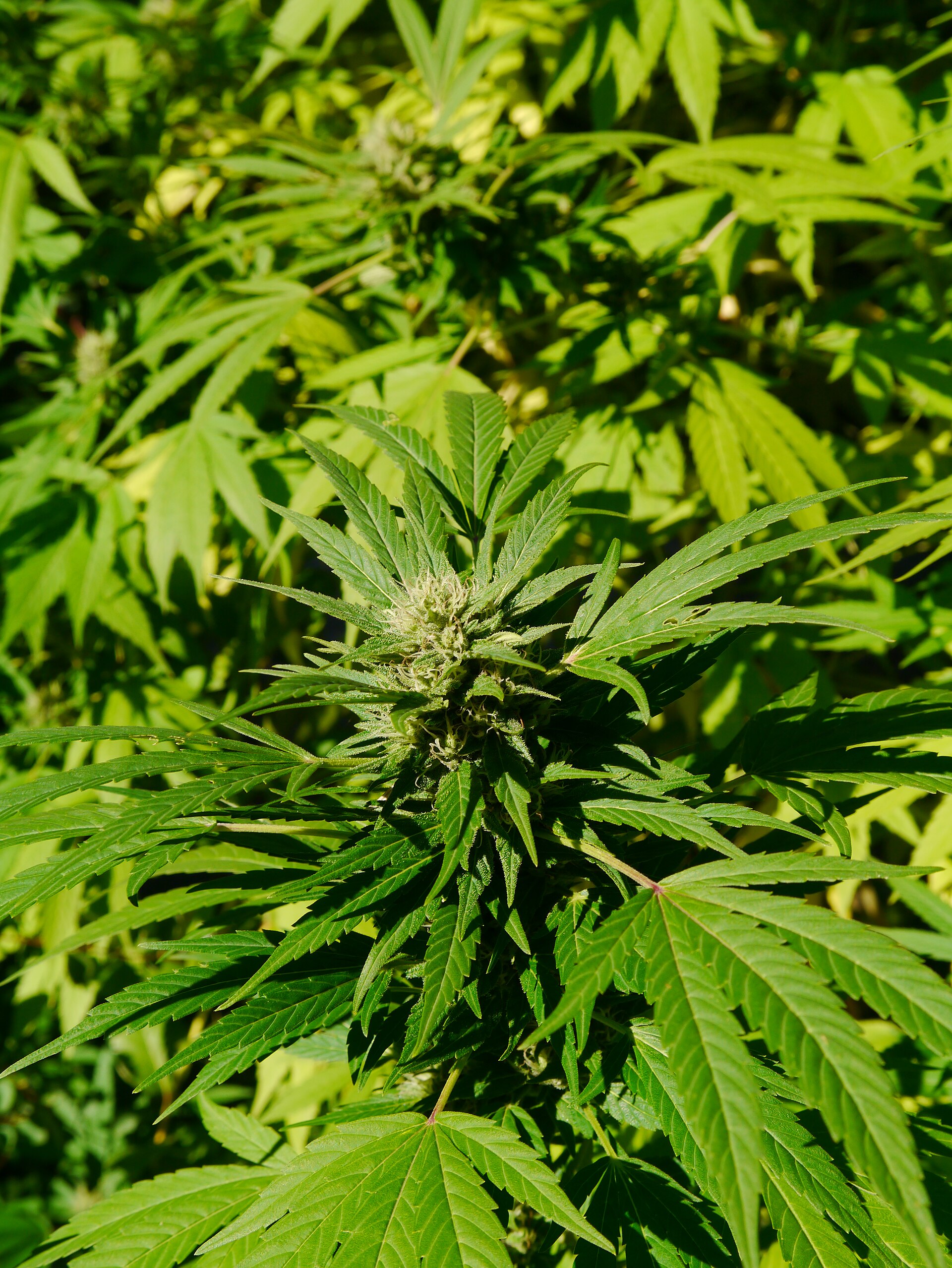 Imagem de referência relacionada a Cannabis sativa, item descrito como planta herbácea
