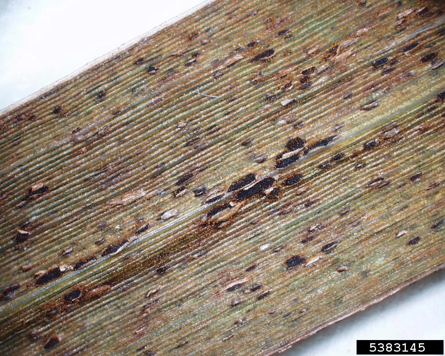 Imagem de referência relacionada a Puccinia emaculata, item descrito como registro de referência sobre Puccinia emaculata, organizado a partir de dados estruturados abertos