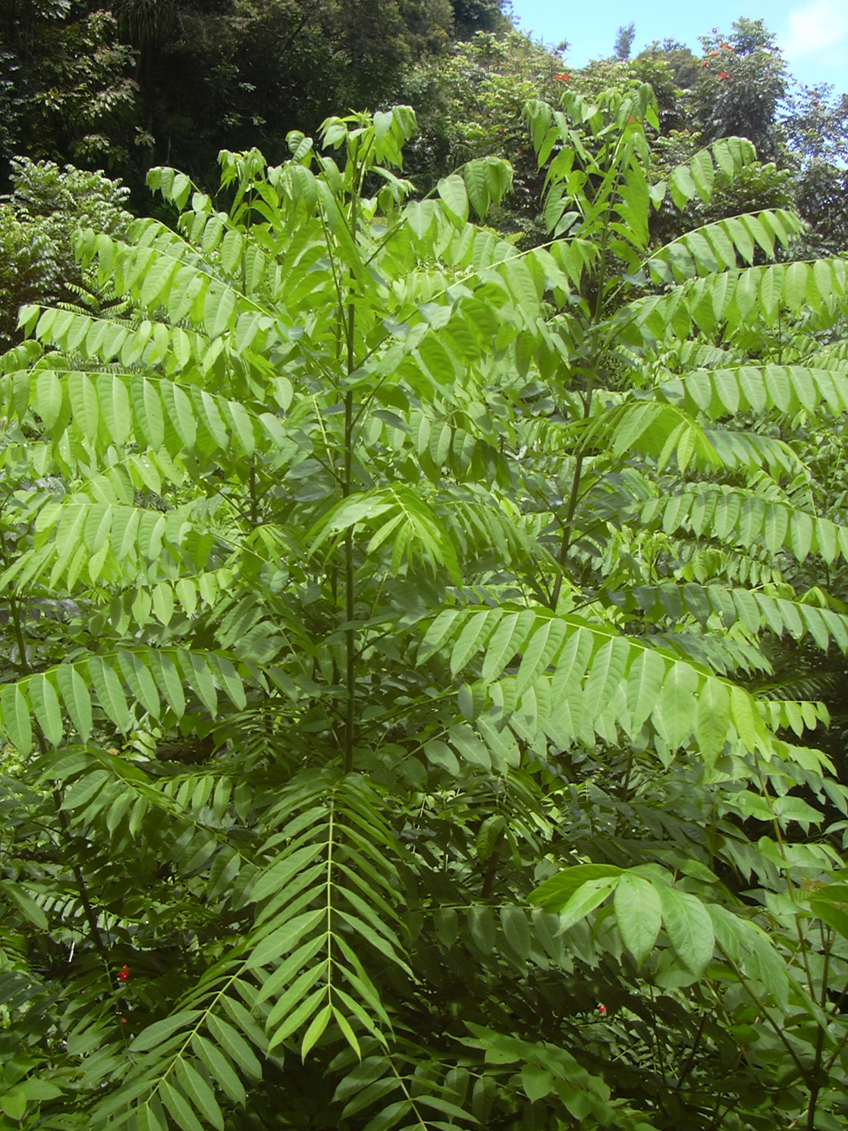 Imagem de referência de Cedrela, descrito nos dados abertos como género de plantas
