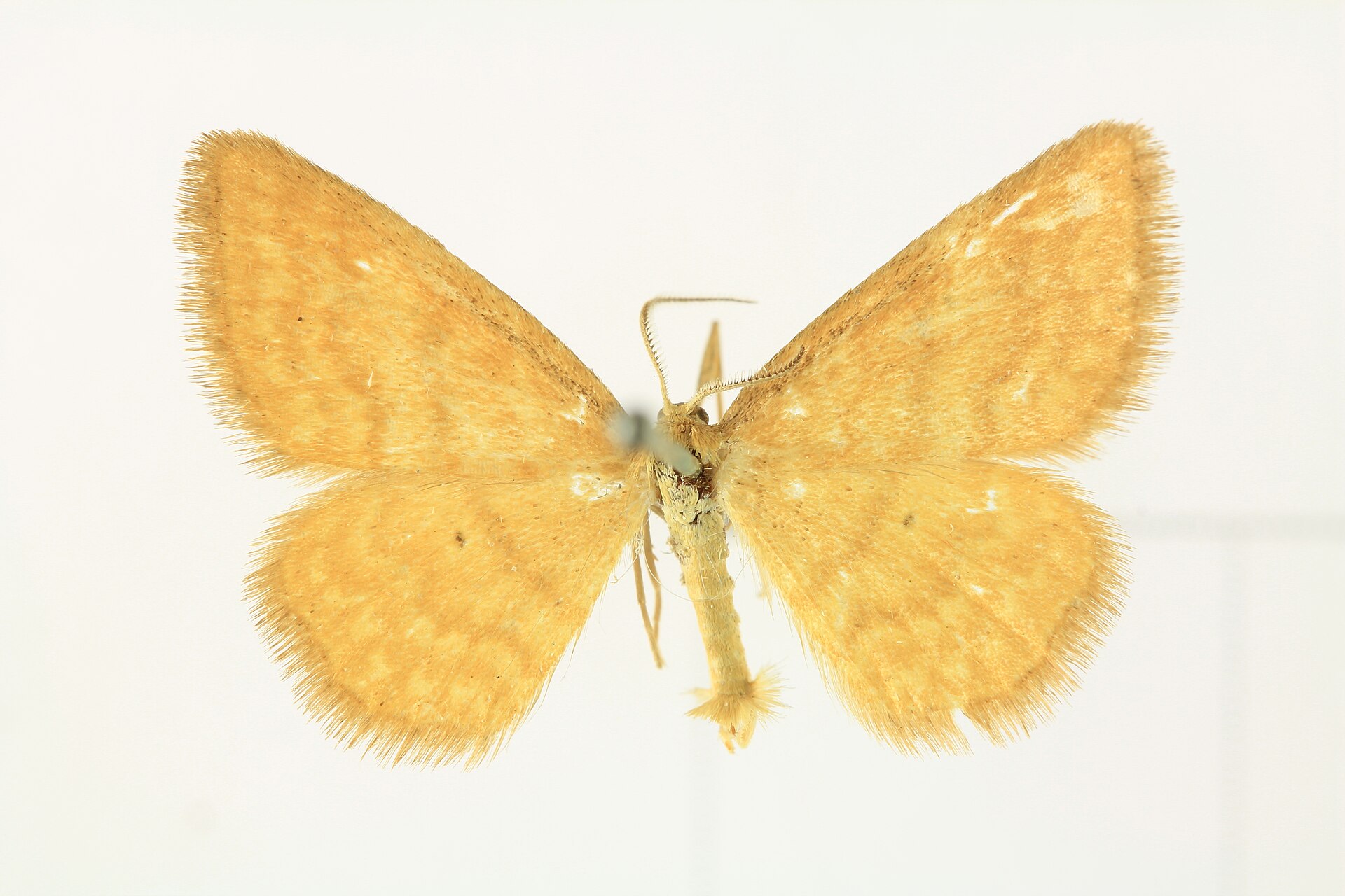 Imagem de referência relacionada a Idaea serpentata, item descrito como espécie de inseto