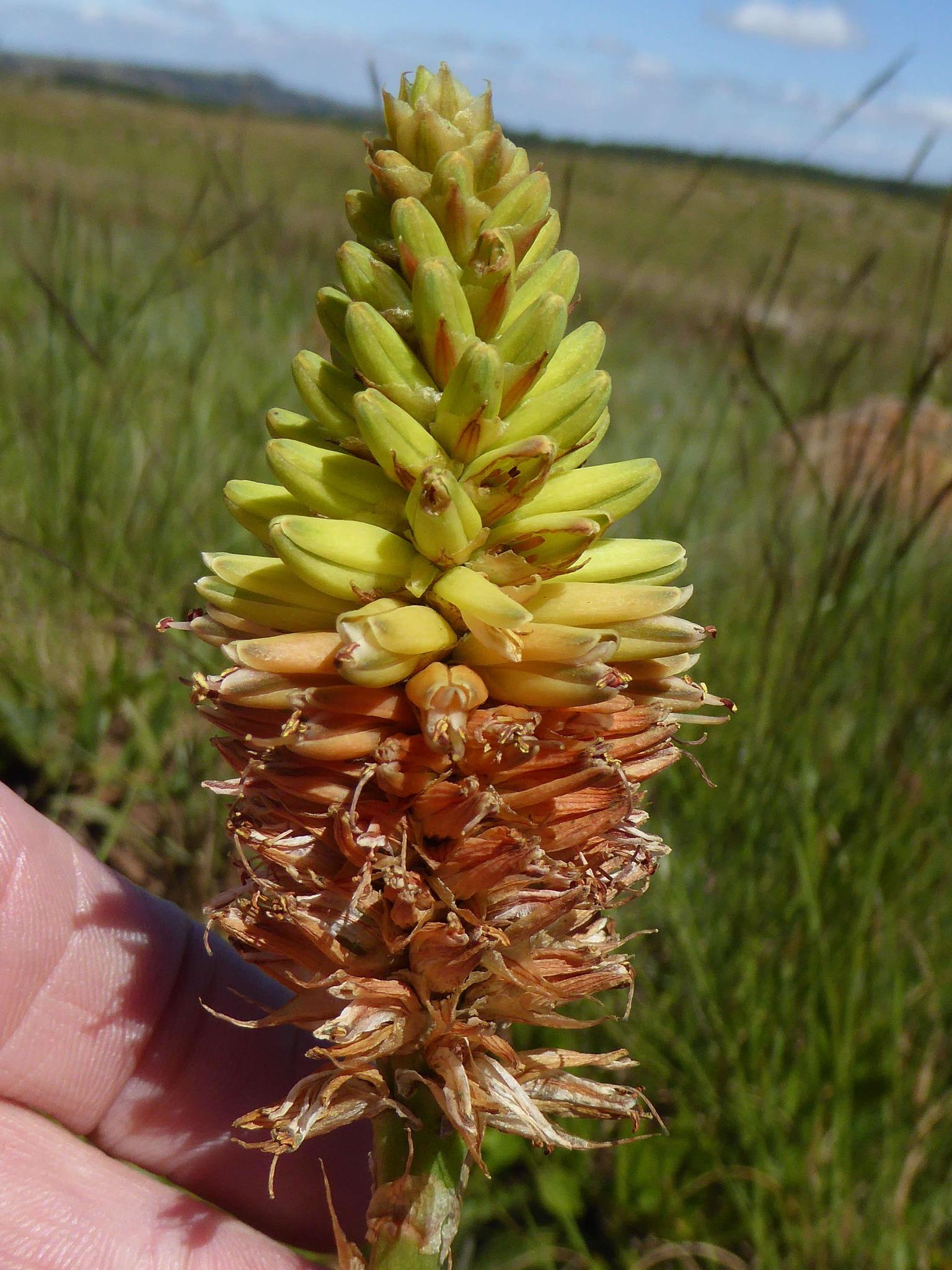 Imagem de referência relacionada a Aloe modesta, item descrito como espécie de planta