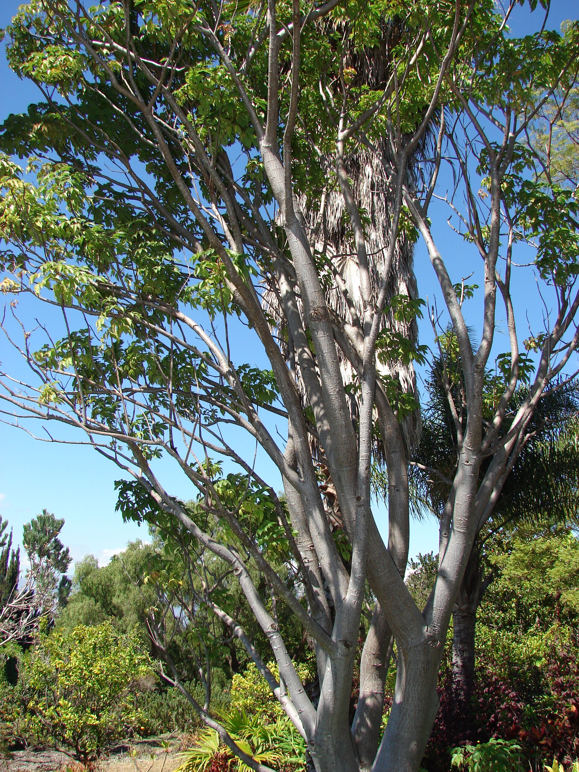 Imagem de referência relacionada a Cochlospermum vitifolium, item descrito como espécie de planta