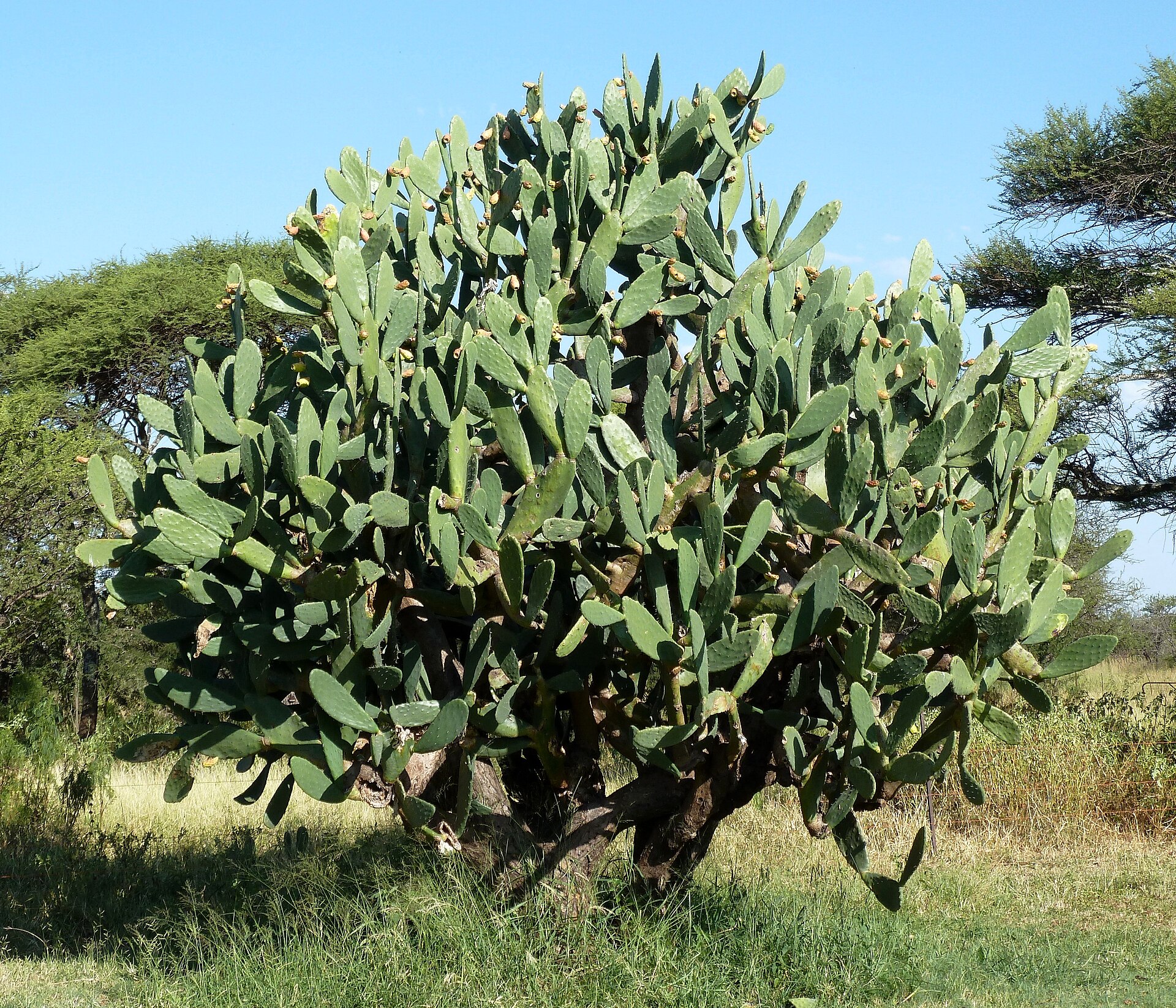 Imagem de referência de Opuntia, descrito nos dados abertos como género de plantas