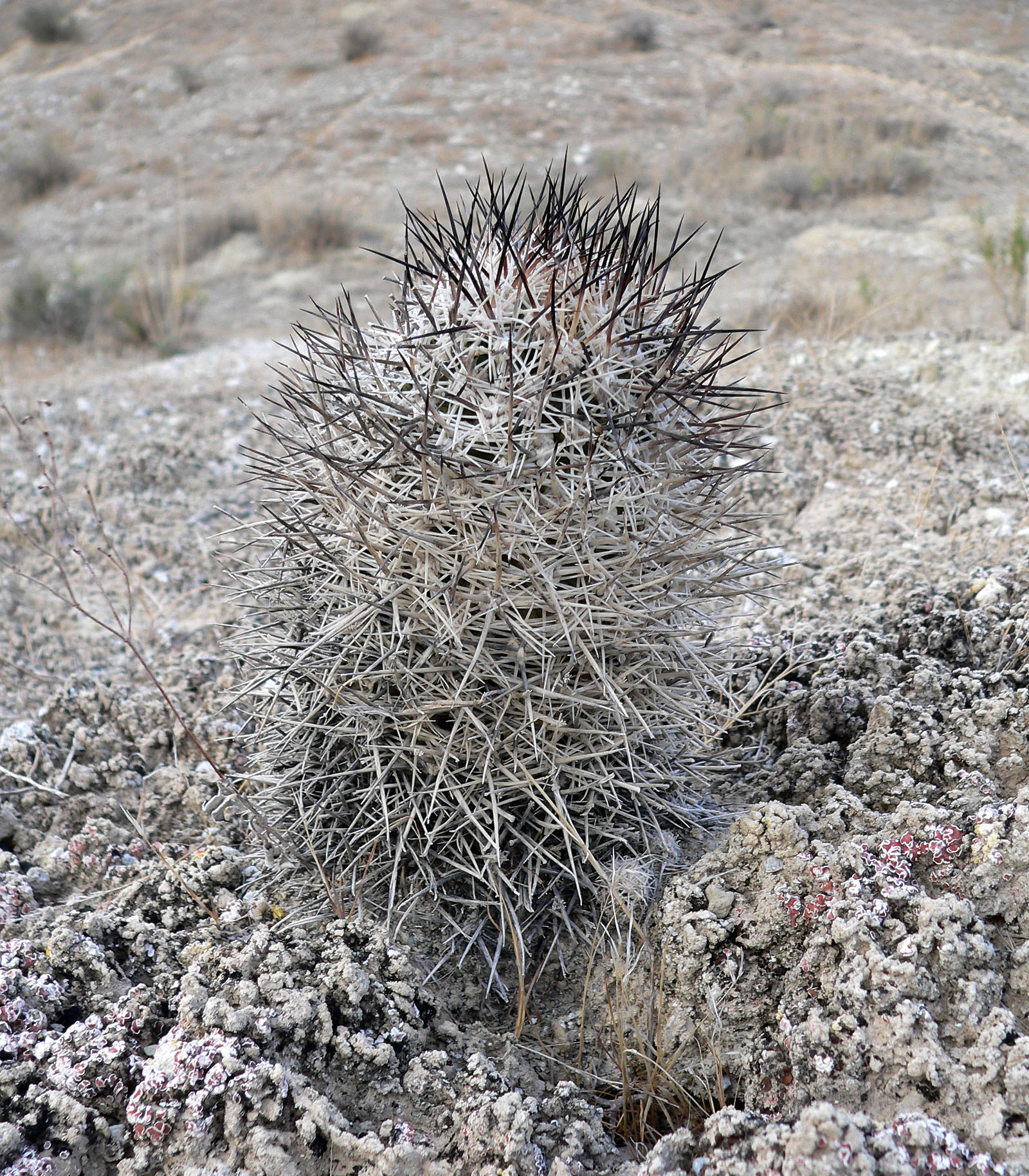 Imagem de referência relacionada a Pediocactus, item descrito como género de plantas