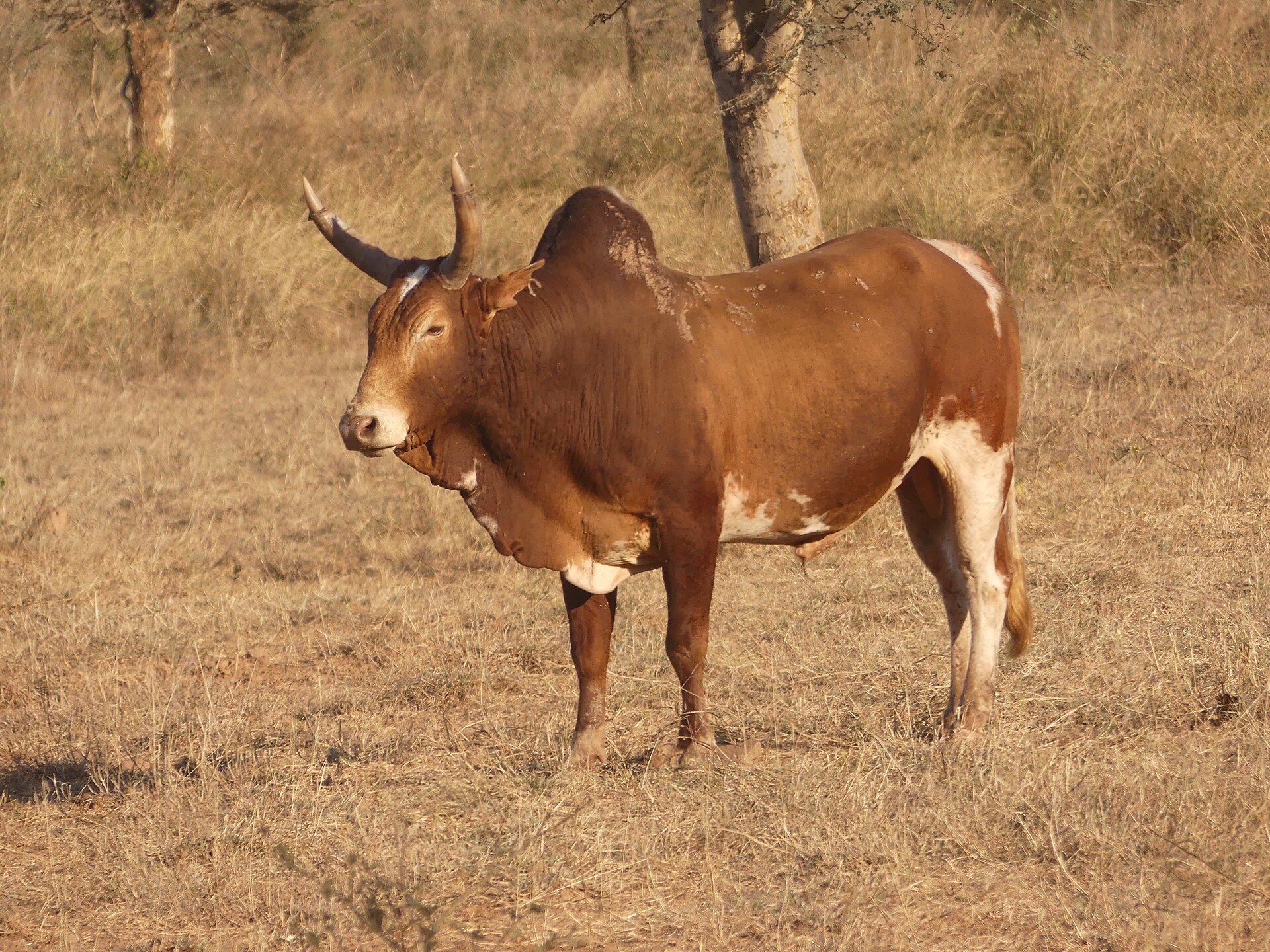 Imagem de referência relacionada a Zebu, item descrito como subespécie de Bos taurus