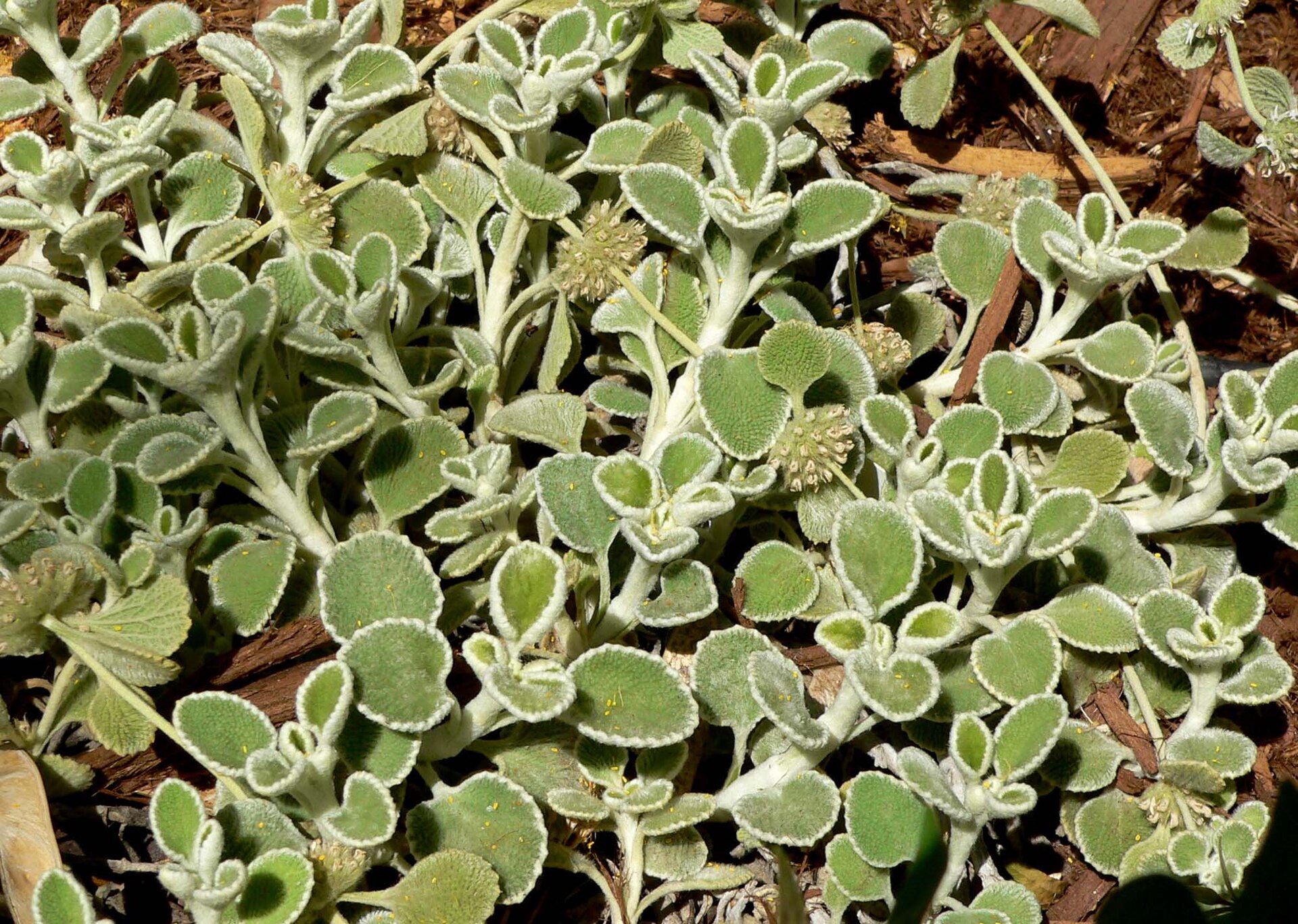 Imagem de referência de Marrubium, descrito nos dados abertos como género de plantas