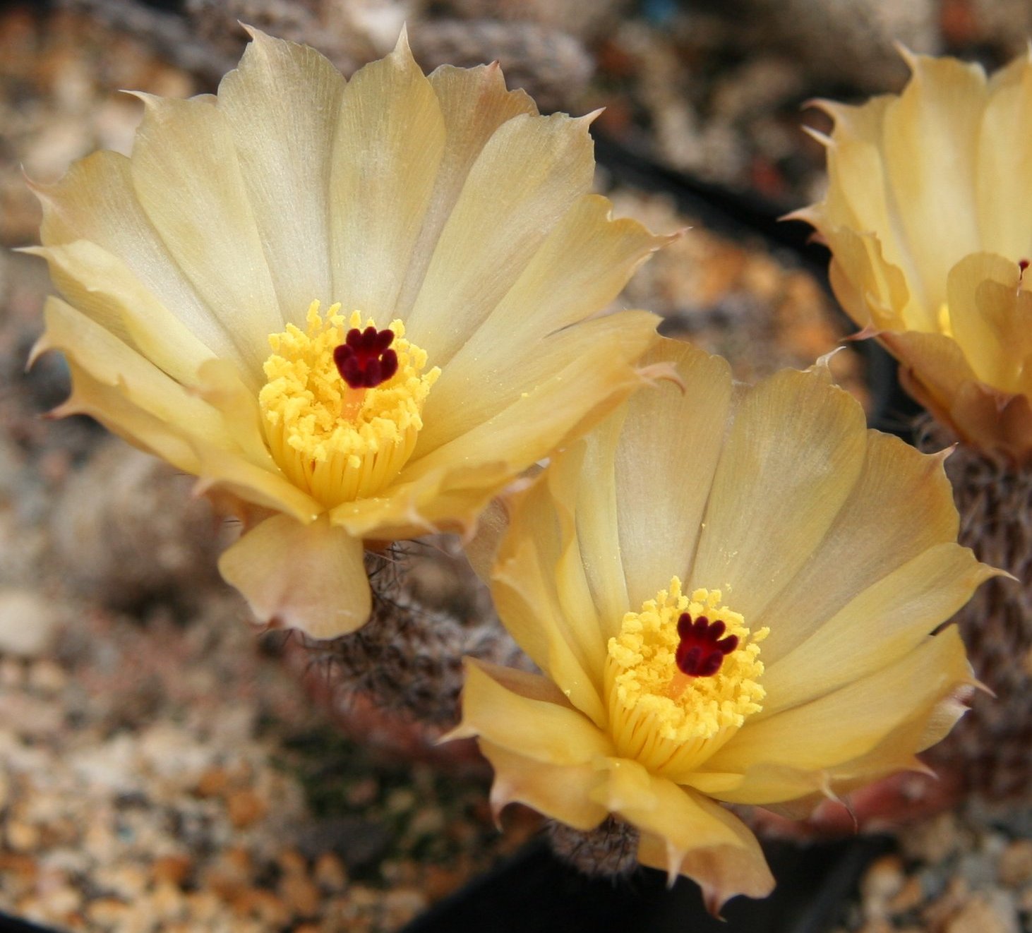 Imagem de referência relacionada a Pterocactus, item descrito como género de plantas
