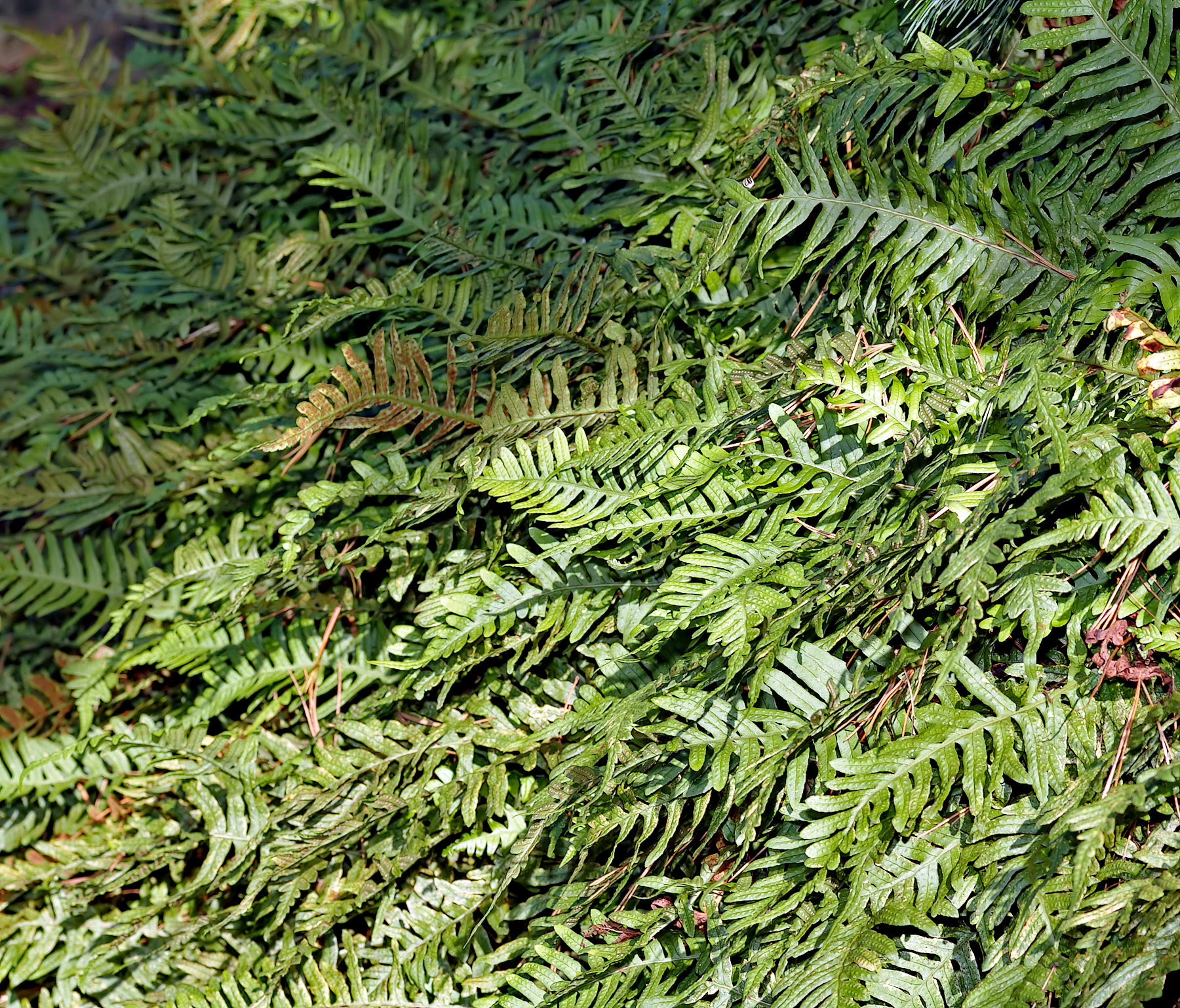 Imagem de referência de Polypodium, descrito nos dados abertos como género de plantas