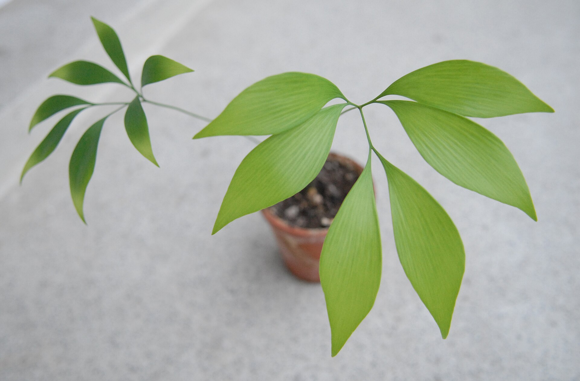 Imagem de referência relacionada a Bowenia, item descrito como género de plantas
