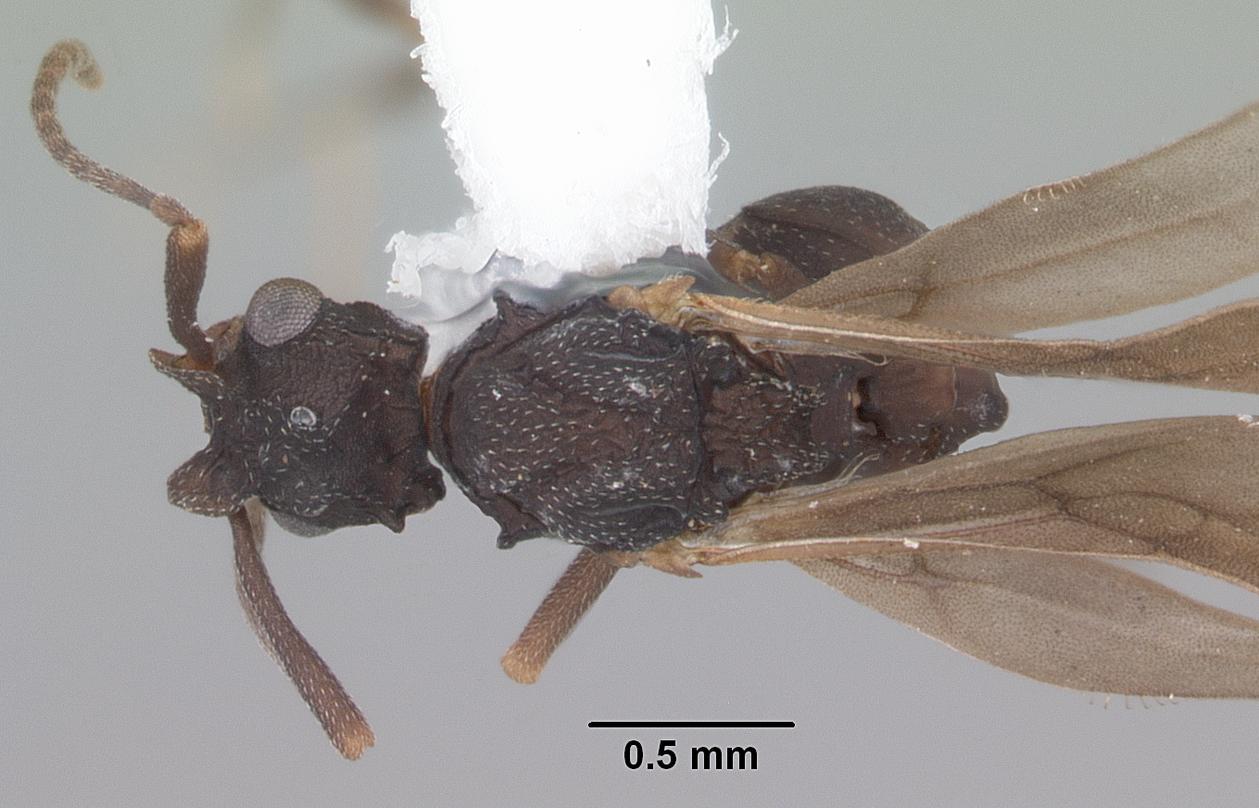 Imagem de referência relacionada a Cyphomyrmex rimosus, item descrito como espécie de inseto