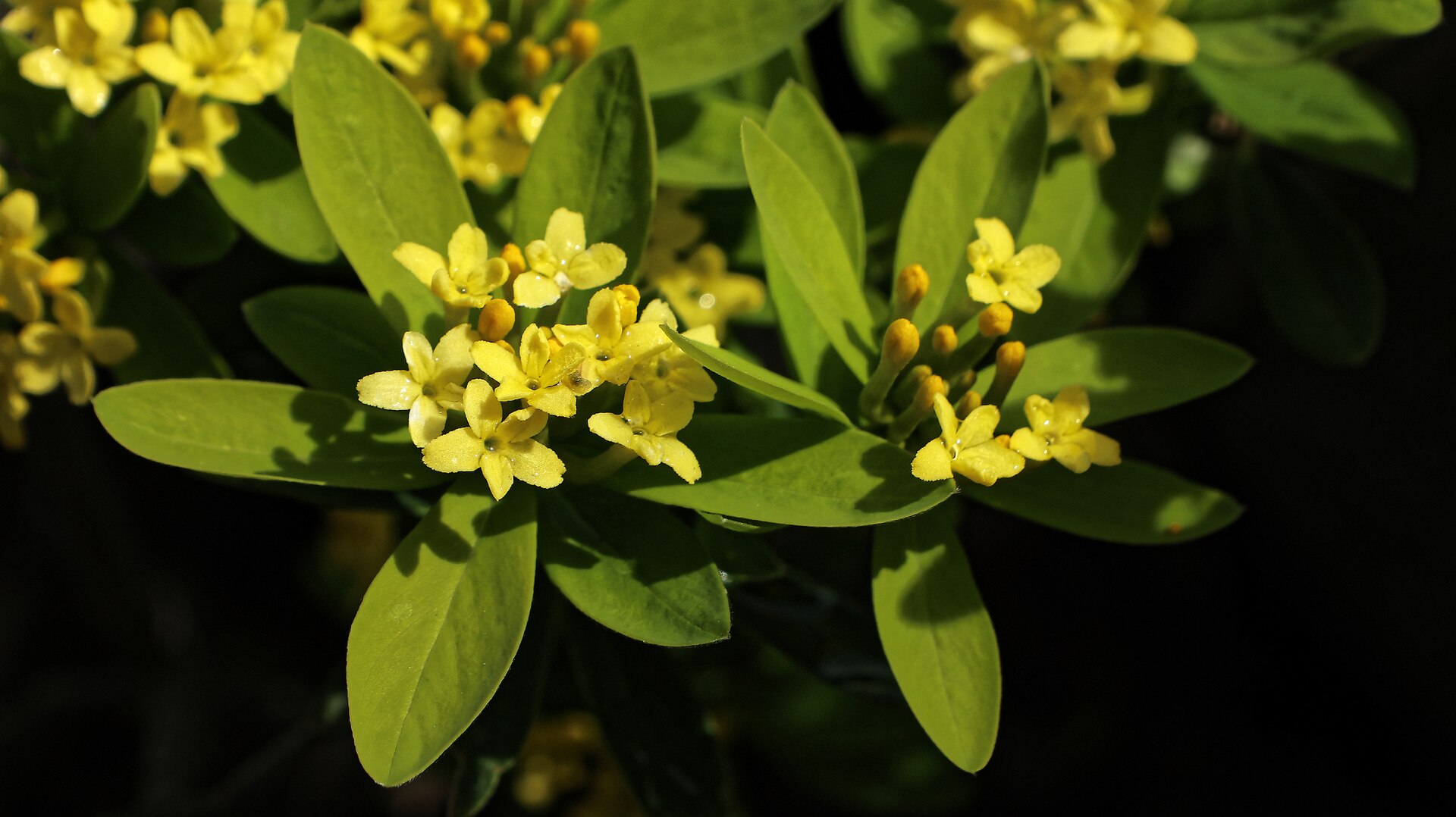 Imagem de referência de Daphne, descrito nos dados abertos como género de plantas