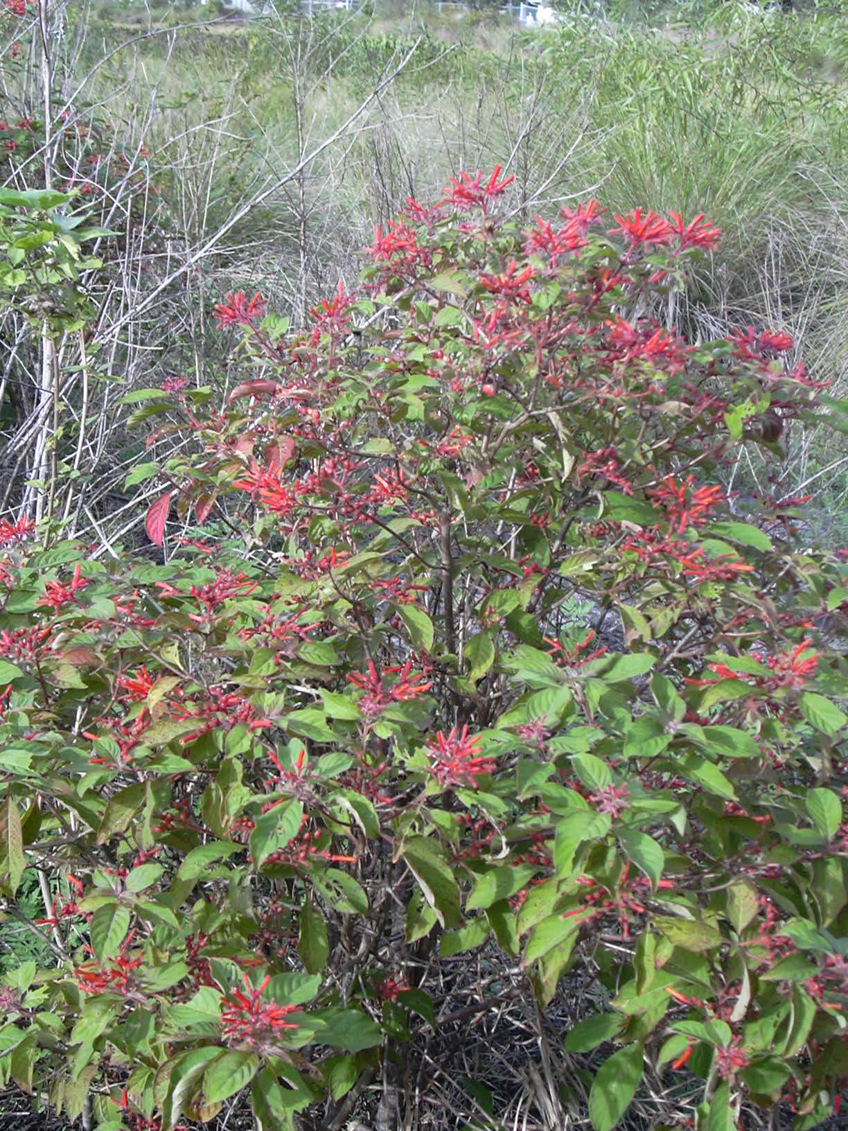 Imagem de referência de Hamelia, descrito nos dados abertos como género de plantas