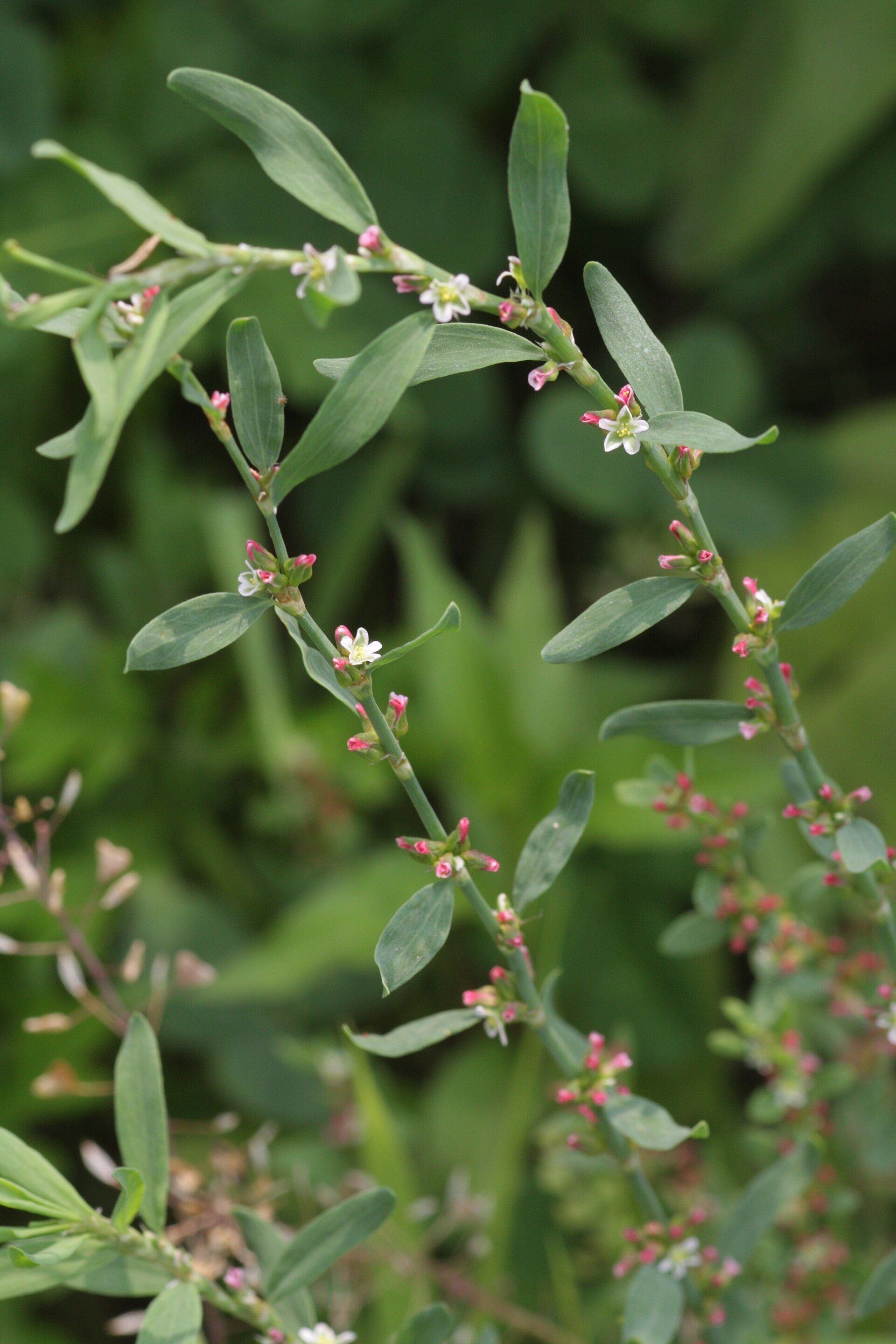 Imagem de referência de Polygonum, descrito nos dados abertos como género de plantas