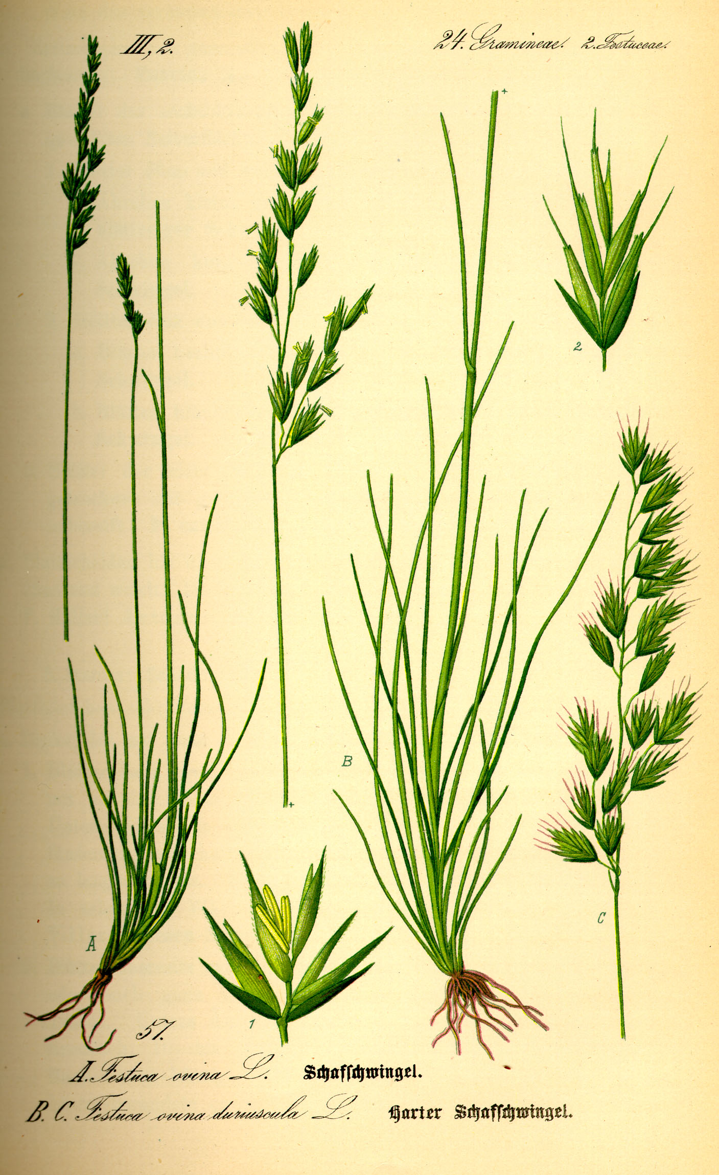 Imagem de referência de Festuca, descrito nos dados abertos como género de plantas