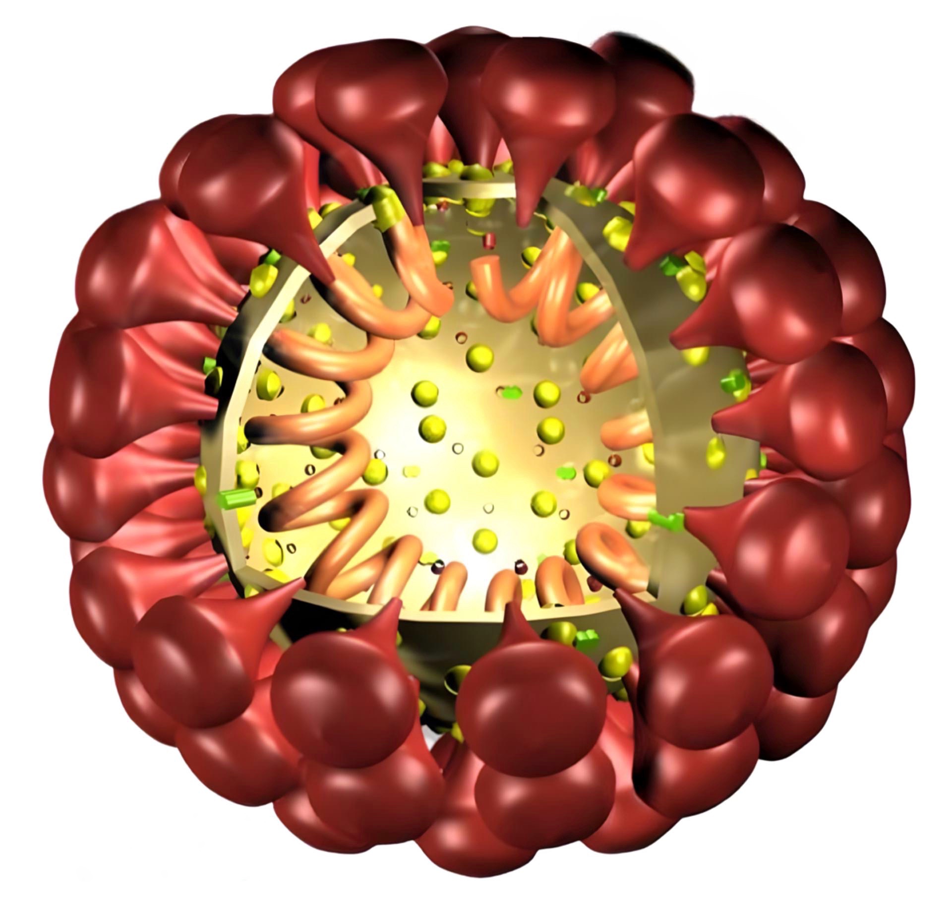 Imagem de referência de peritonite infecciosa felina, descrito nos dados abertos como doença infecciosa veterinária
