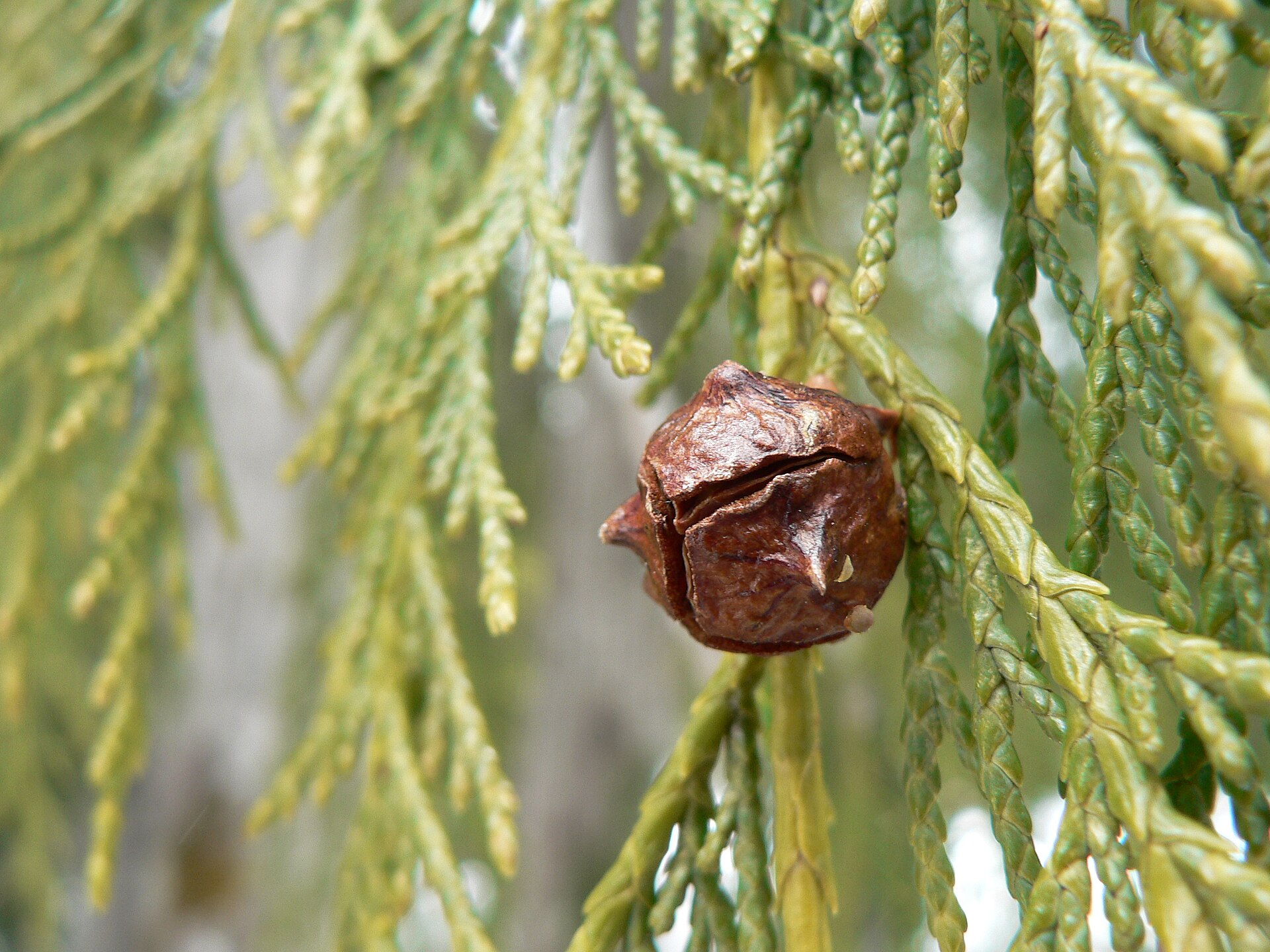 Imagem de referência de Cupressaceae, descrito nos dados abertos como família de coníferas que inclui os ciprestes e cedros