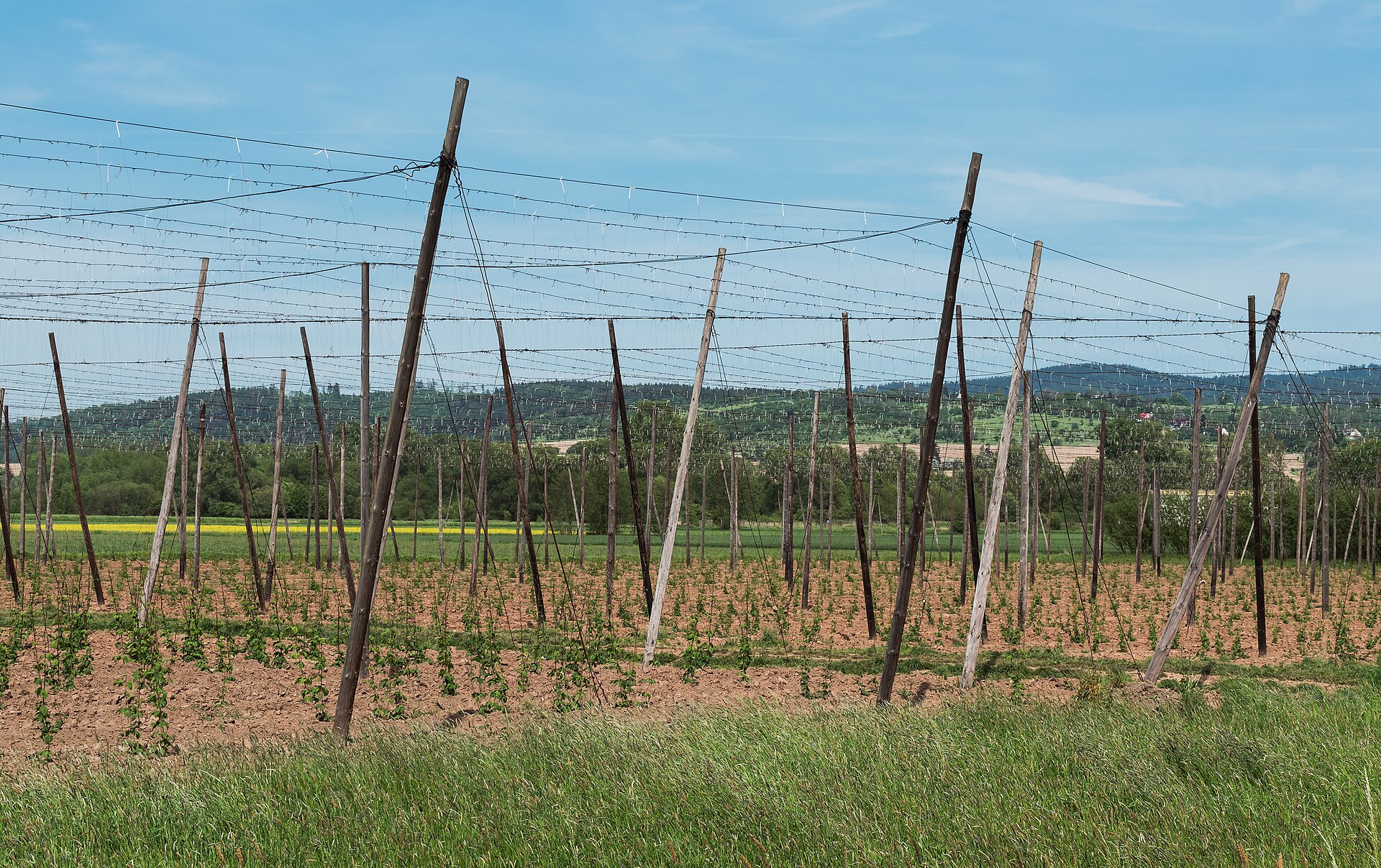 Imagem de referência de Humulus, descrito nos dados abertos como género de plantas