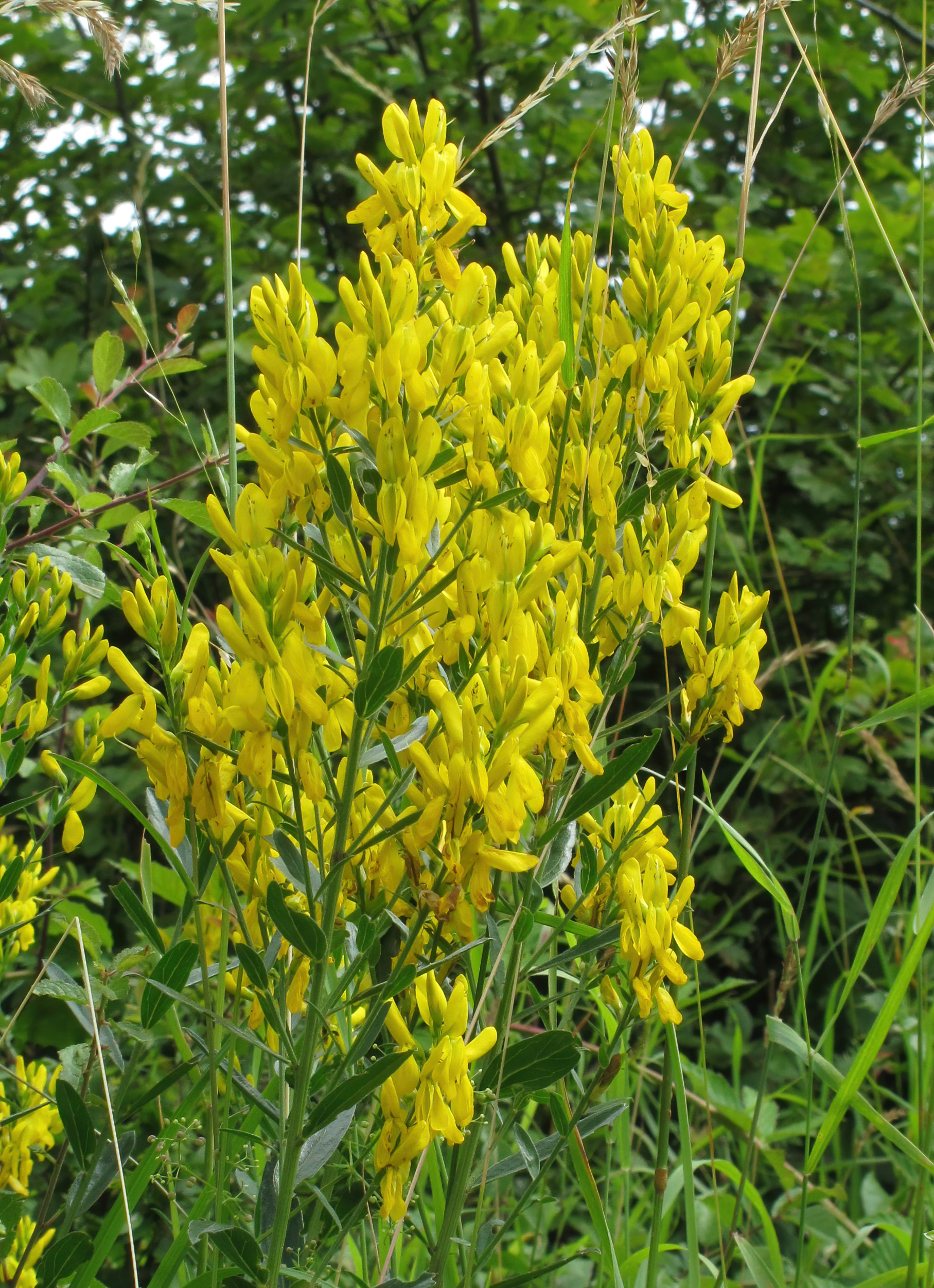 Imagem de referência de Genista, descrito nos dados abertos como género de plantas