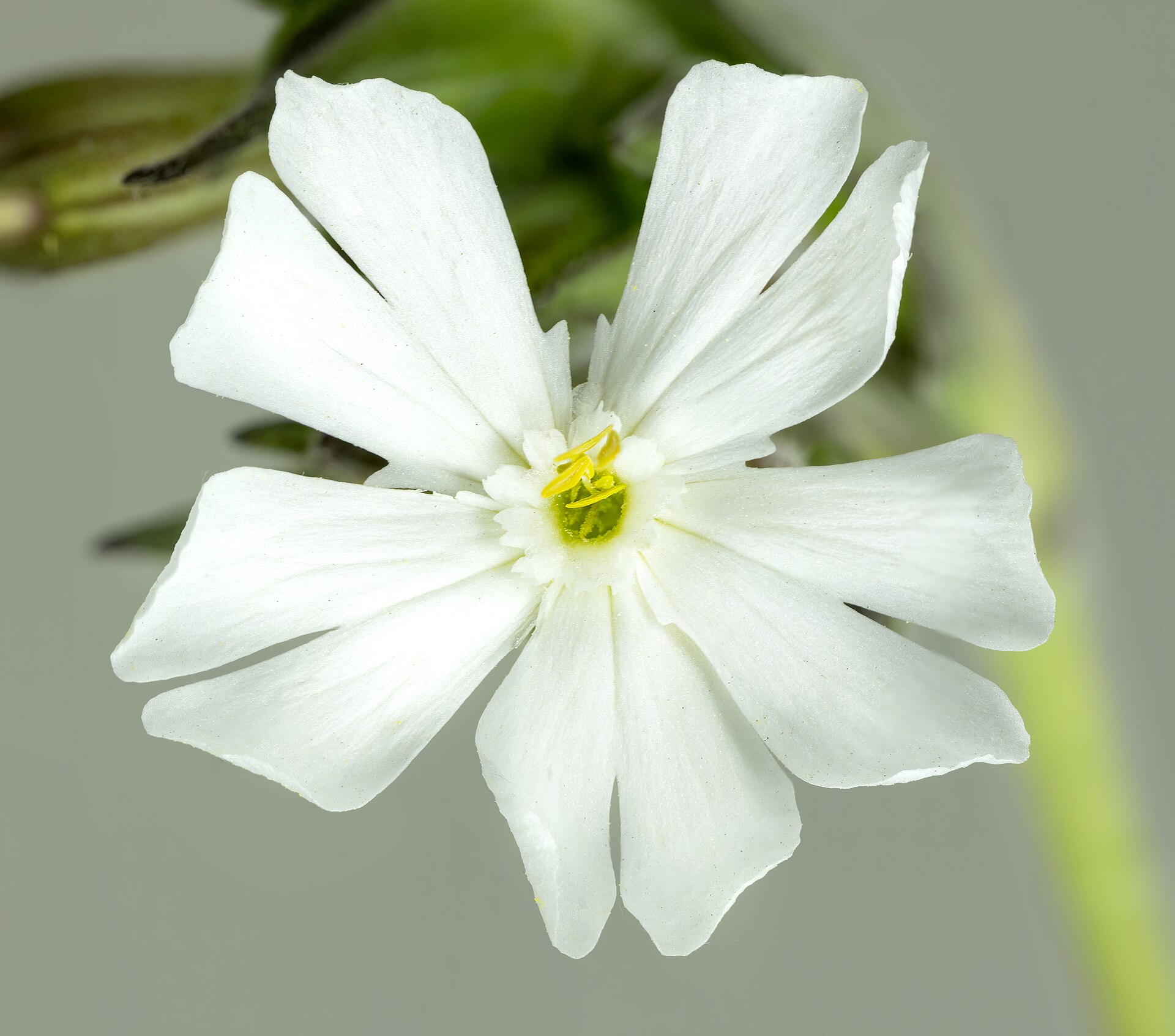 Imagem de referência relacionada a Silene latifolia, item descrito como uma espécie de planta
