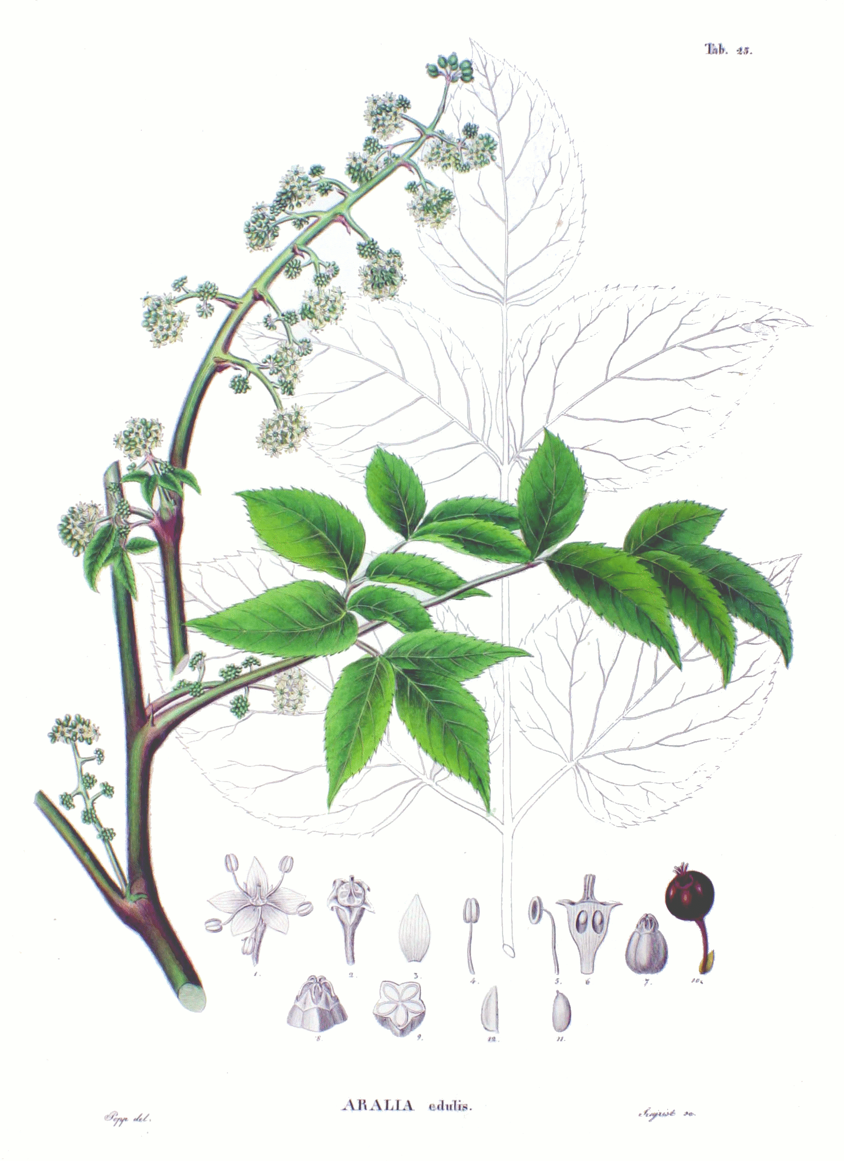 Imagem de referência relacionada a Aralia, item descrito como género de plantas