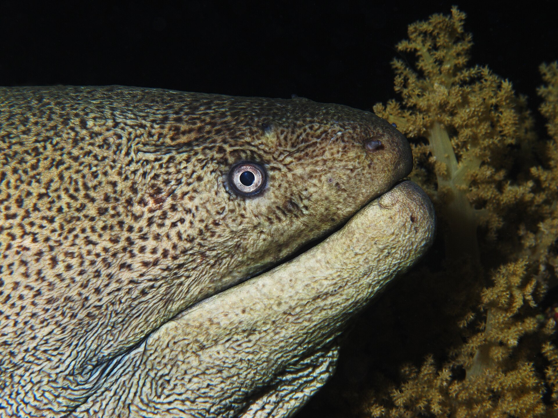 Imagem de referência relacionada a Gymnothorax, item descrito como género de peixes
