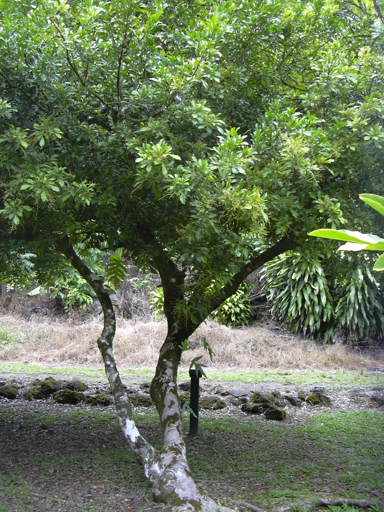 Imagem de referência de Aglaia, descrito nos dados abertos como género de plantas