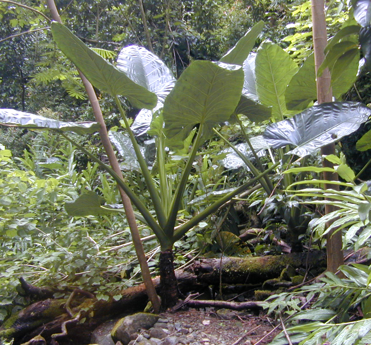 Imagem de referência de Alocasia, descrito nos dados abertos como género de plantas