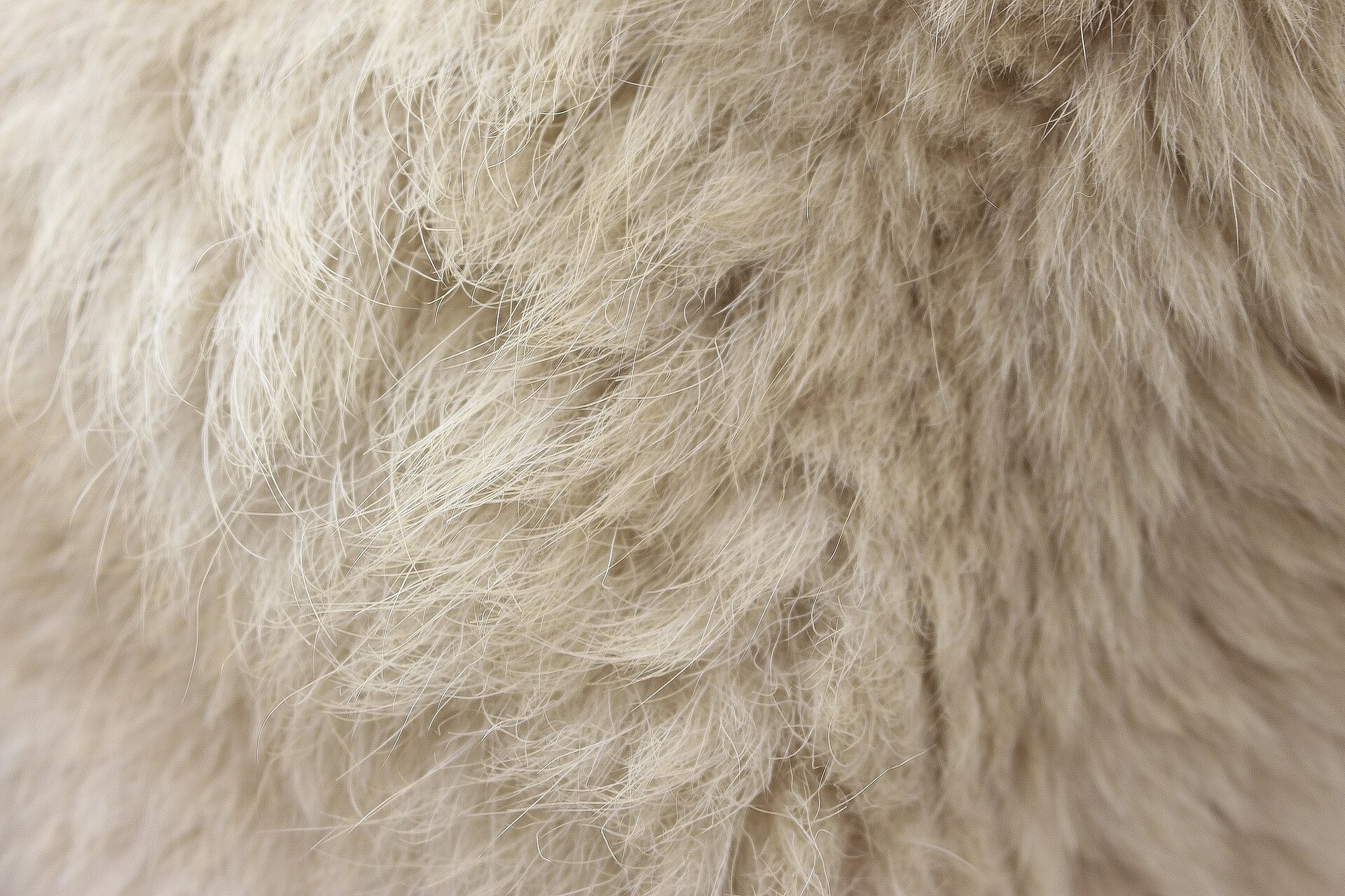 Imagem de referência de pelo, descrito nos dados abertos como filamento, composto em grande parte de ceratina, que cresce na pele de alguns animais, incluindo humanos