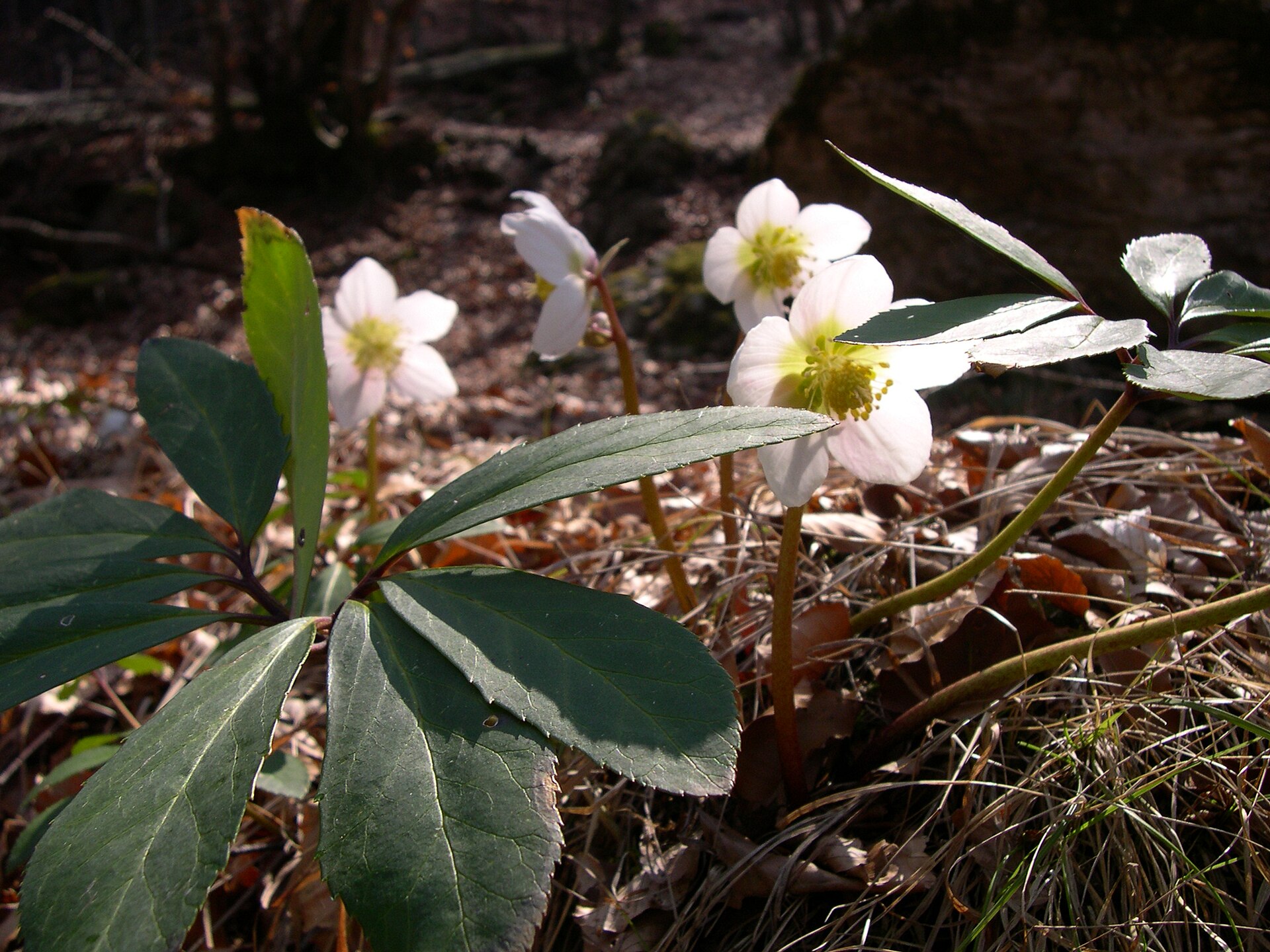 Imagem de referência de Helleborus, descrito nos dados abertos como género de plantas