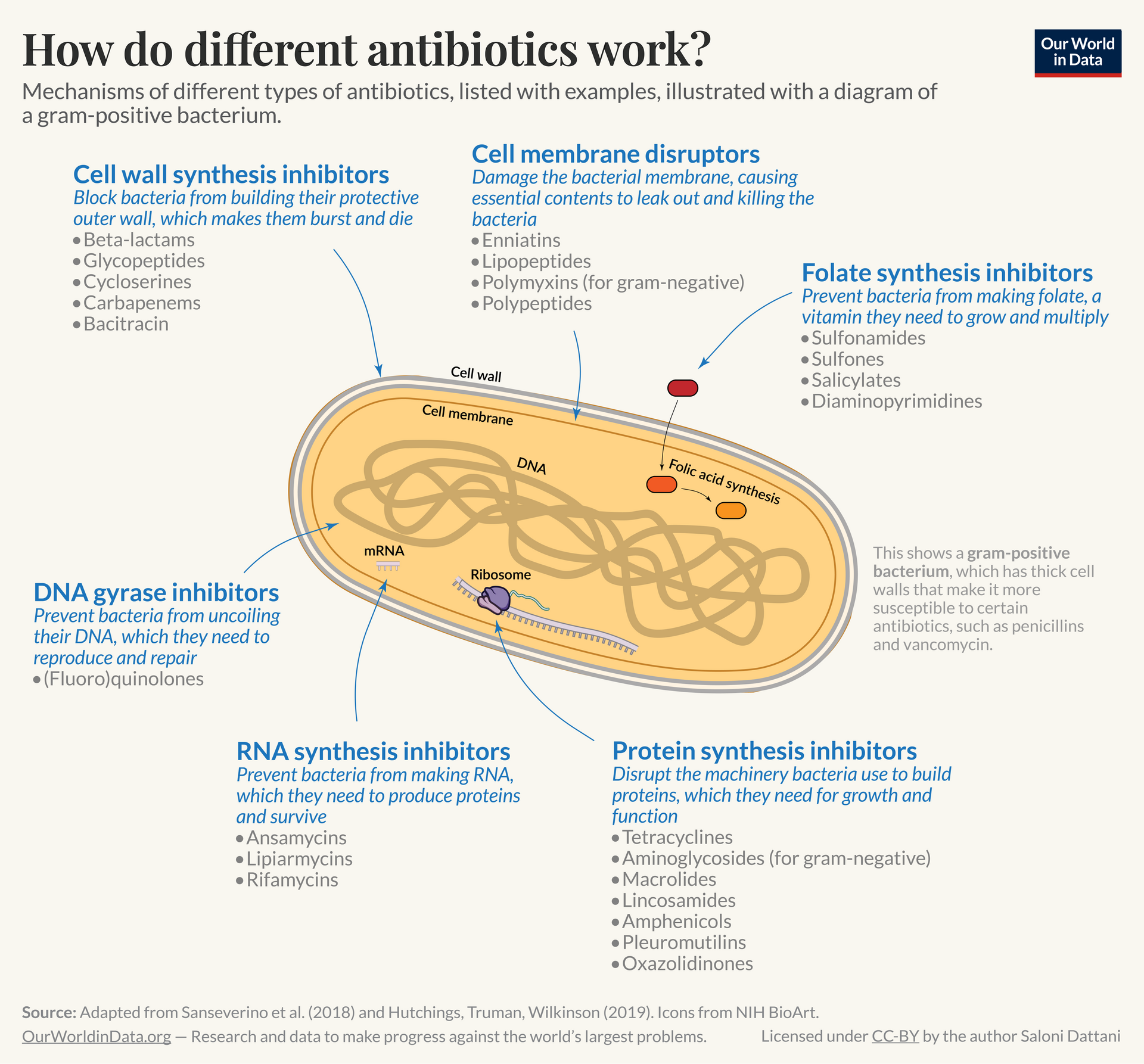 Imagem de referência de antibiótico, descrito nos dados abertos como medicamento capaz de combater uma infecção causada por microorganismos