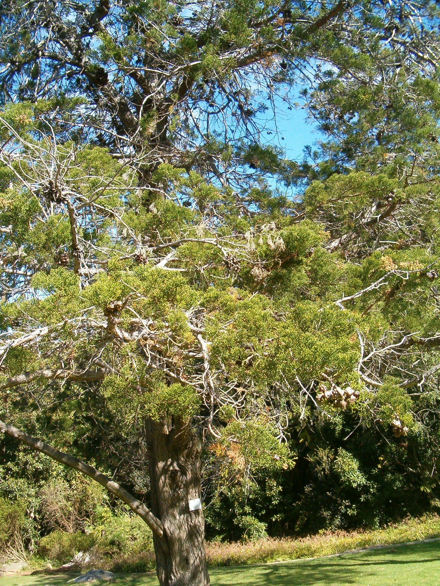 Imagem de referência relacionada a Widdringtonia, item descrito como género de plantas