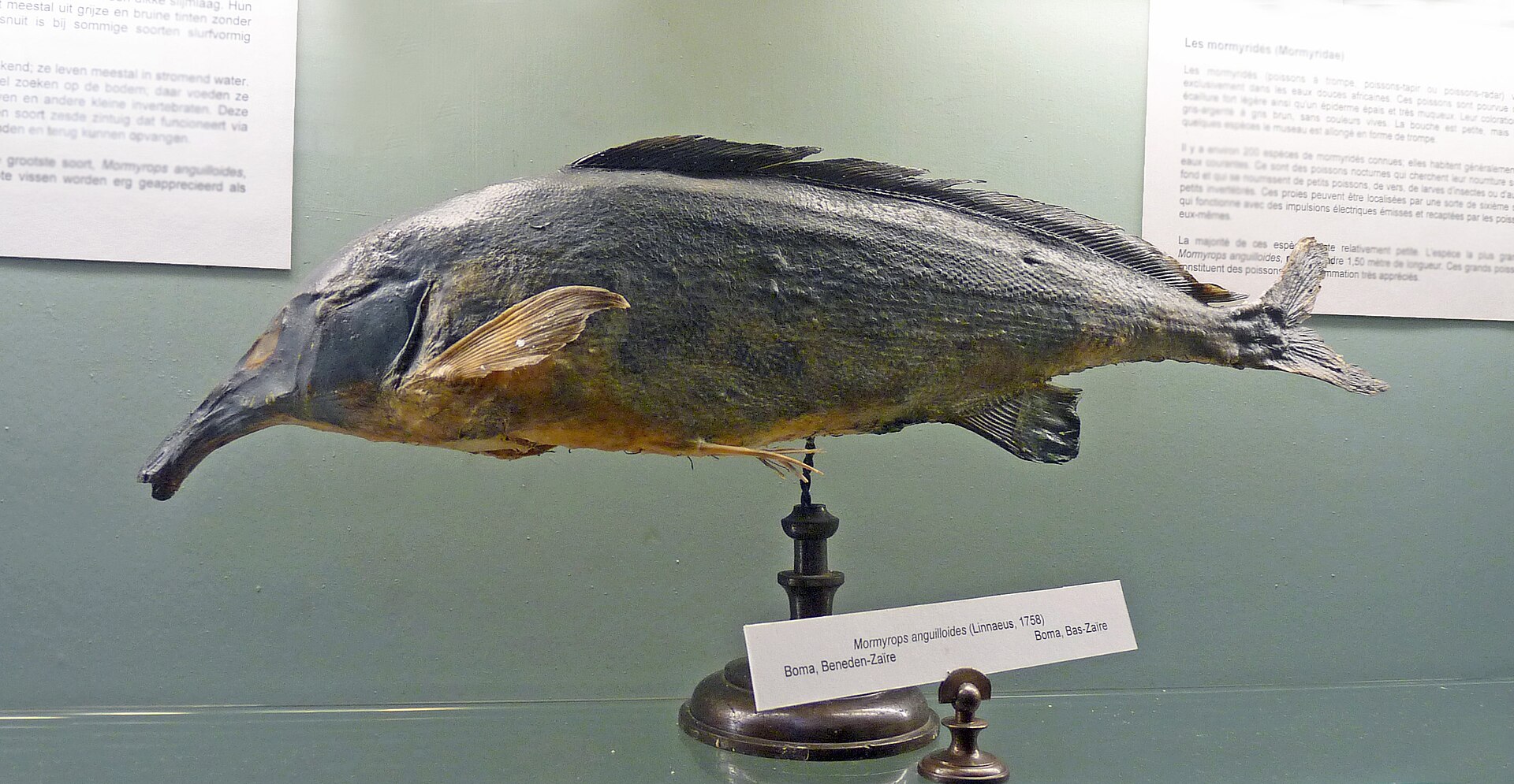 Imagem de referência relacionada a Mormyrops, item descrito como género de peixes