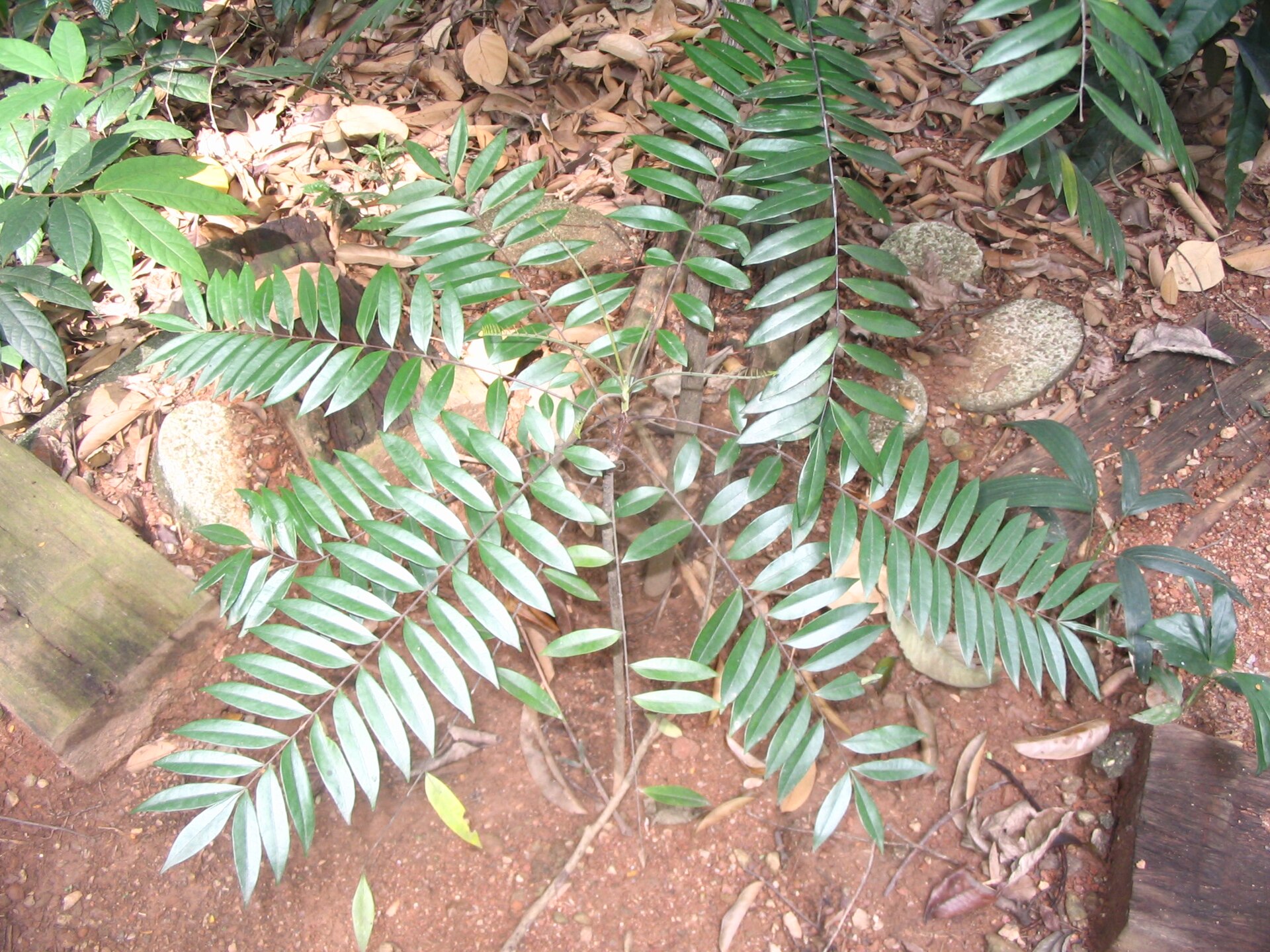Imagem de referência de Eurycoma, descrito nos dados abertos como género de plantas