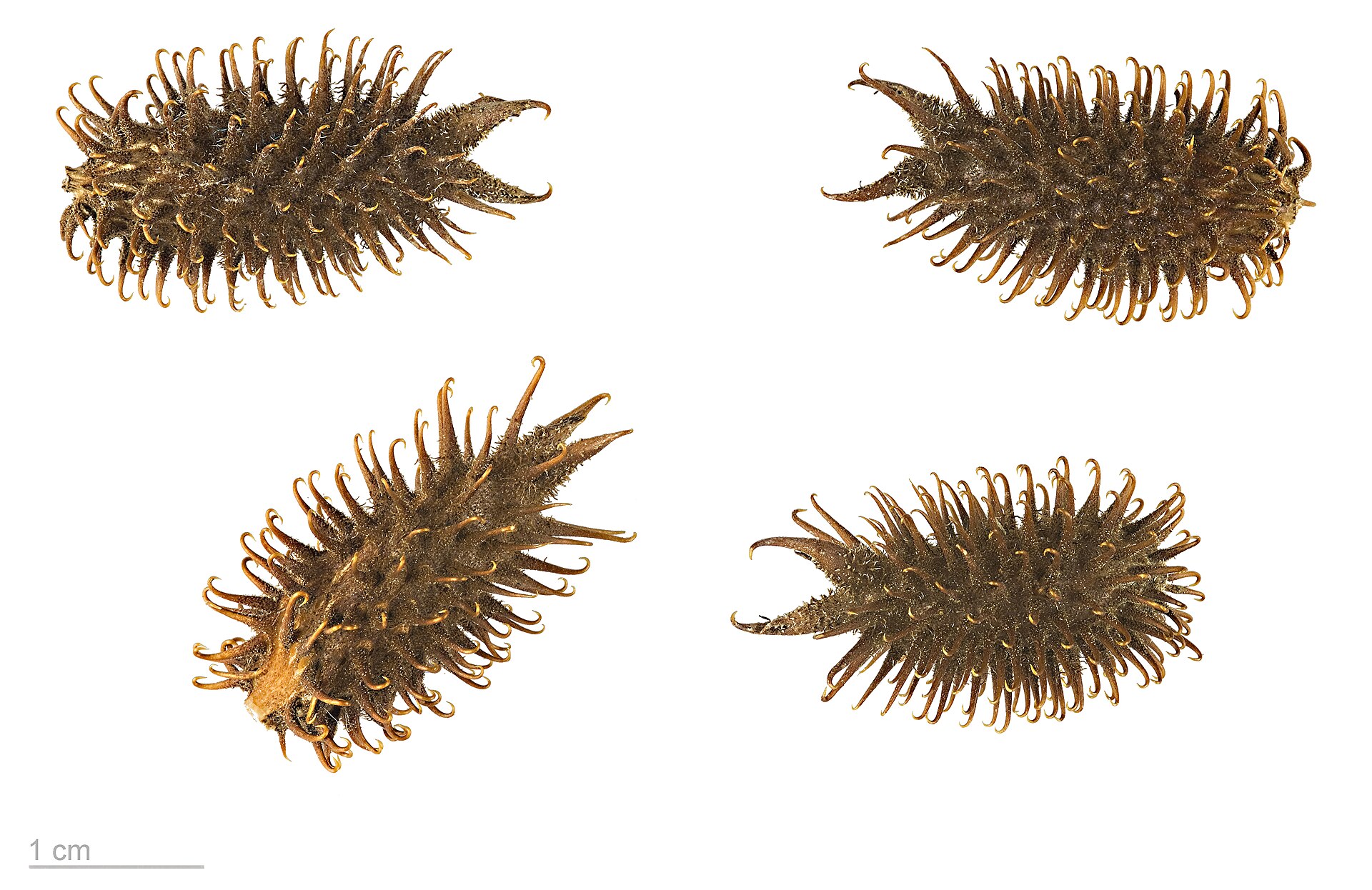 Imagem de referência de Xanthium, descrito nos dados abertos como género de plantas